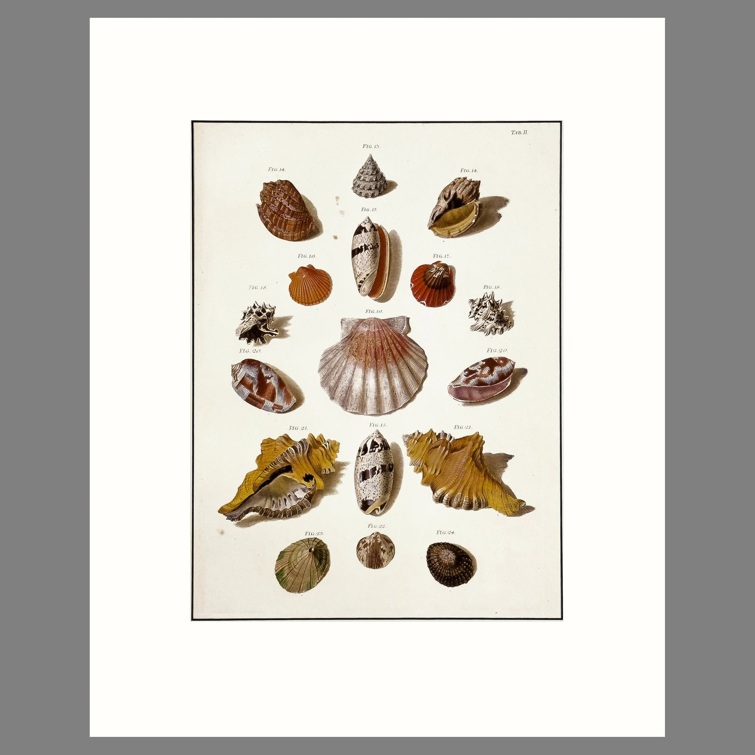 Regenfus Shell Print - Plate II - Matted & Ready To Frame - Two Sizes
