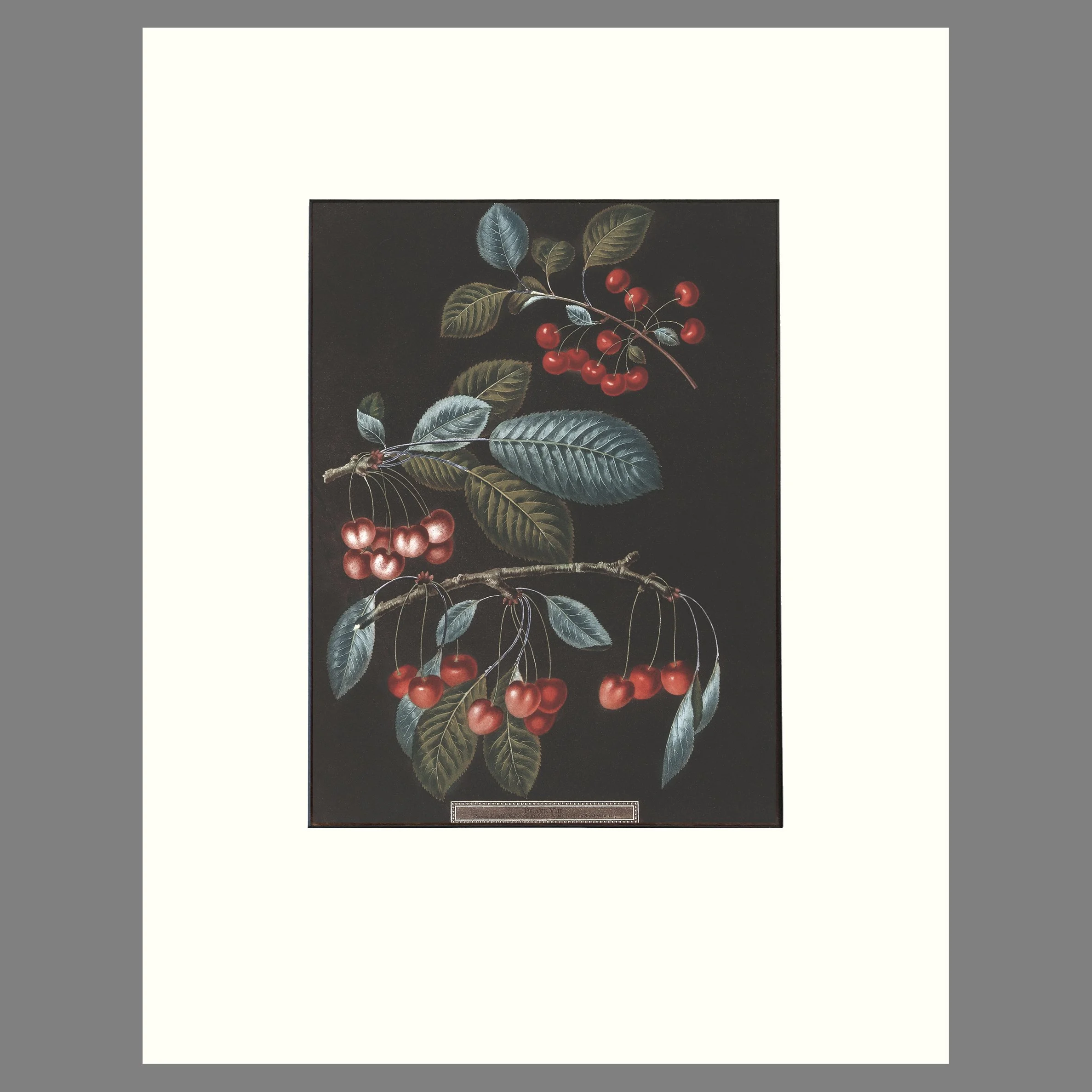 Pomona Plate VIII Mat.jpg