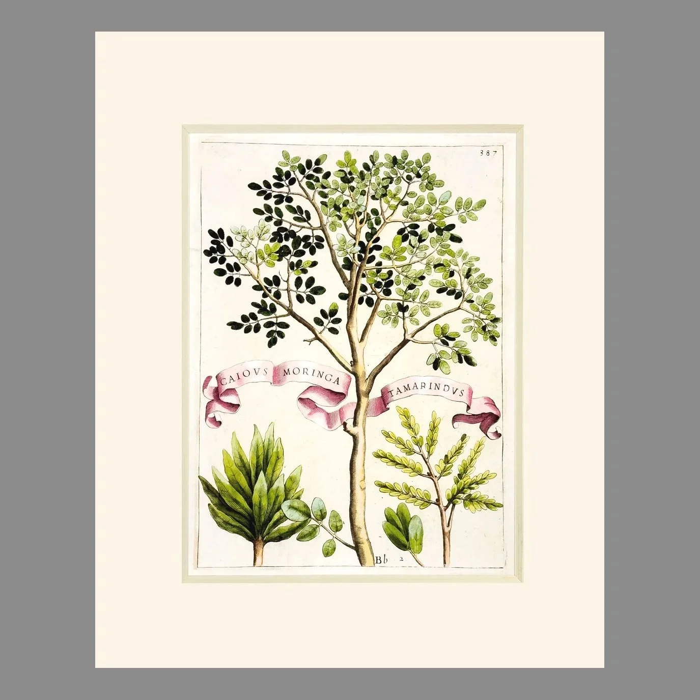 Ferrari - Florum Cultura Plate 387 - Matted Botanical Print 8 x 10 Inches