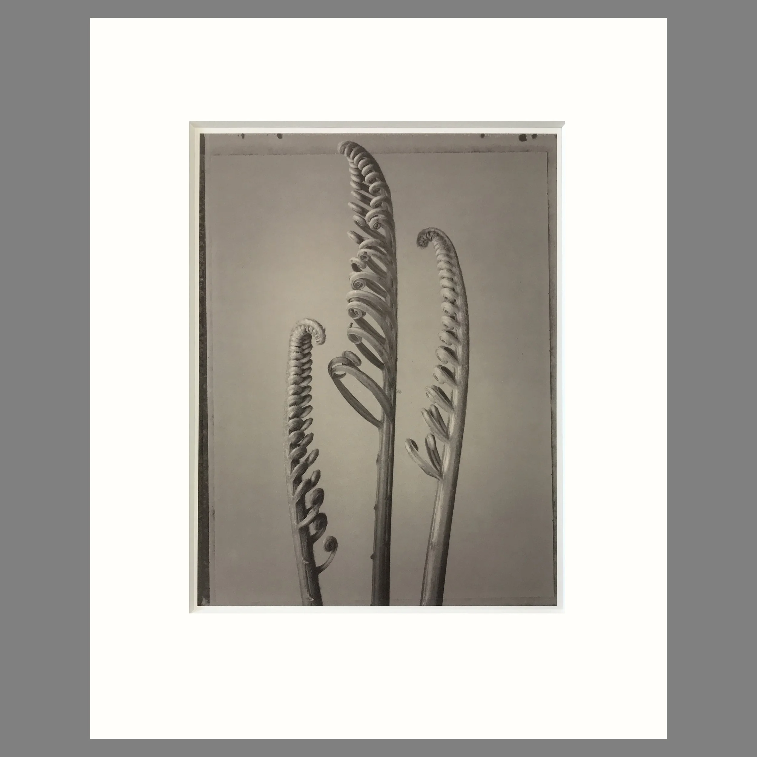 Palm Fern - Matted Flower Print - Tom Baril Photograph - Plate 46 Botanica - 16 x 20 Inches