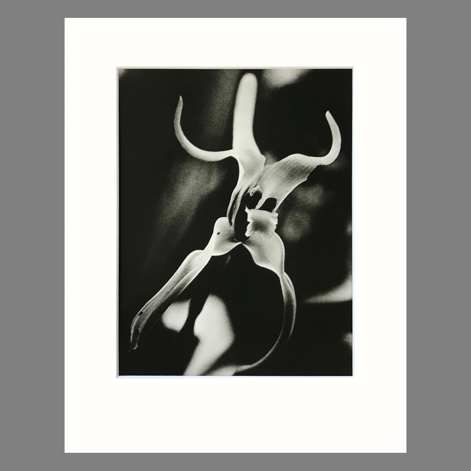 Plate 155 - Maxillaria 11 x 14.jpg
