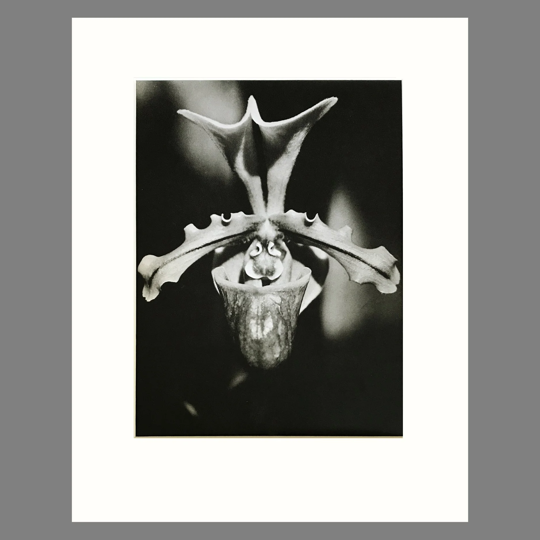 Plate 20 - Paphiopedilum, P. spicerianum.jpg