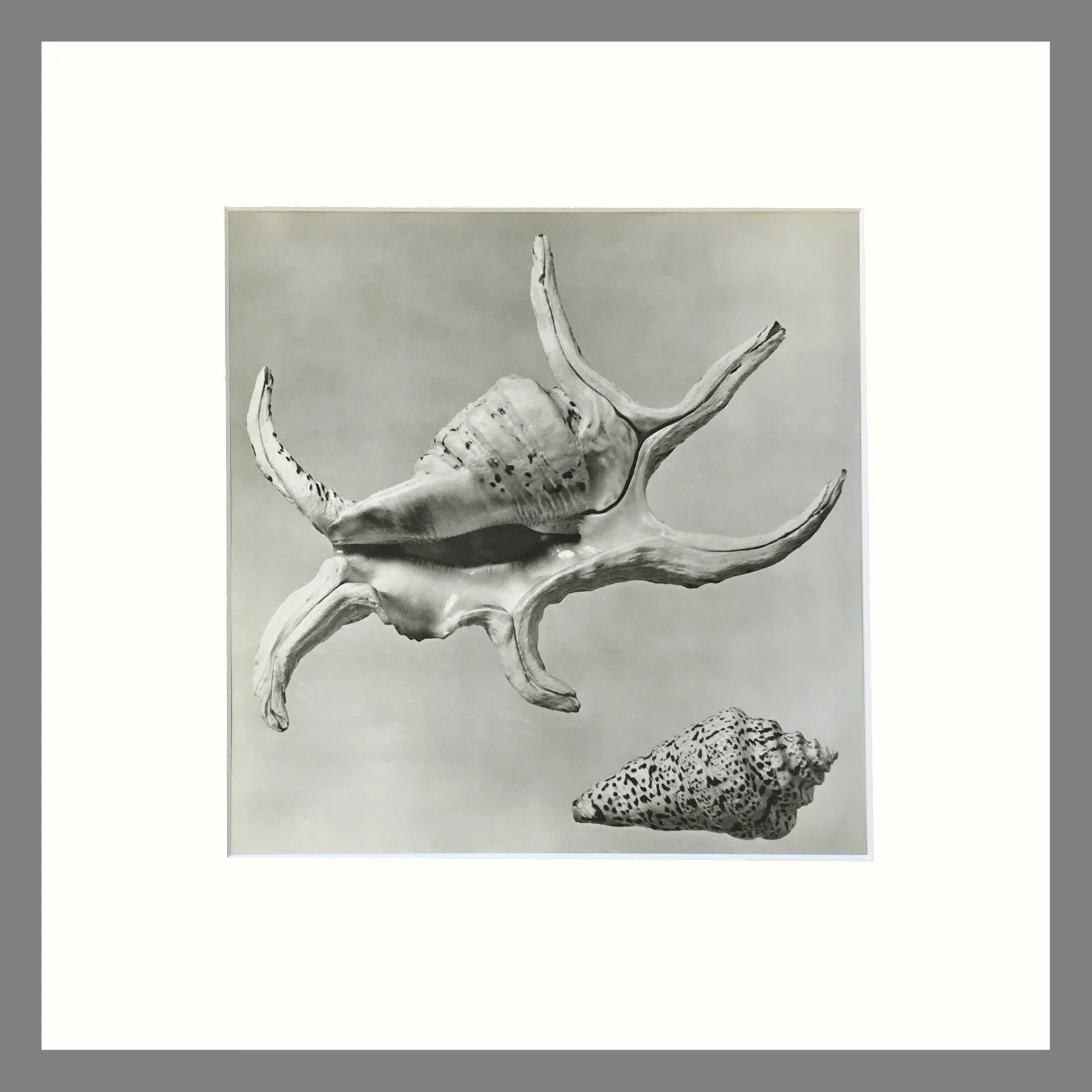 Black & White Shell Photograph - Spider Conch Shells Plate 25L - 16 x 16 Inch Matted Print