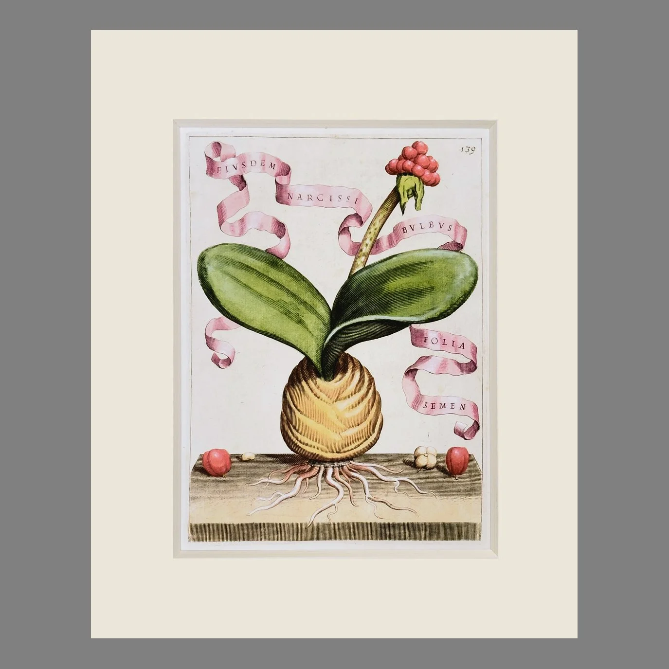 Ferrari - Florum Cultura Plate 439 - Matted Botanical Print 8 x 10 Inches