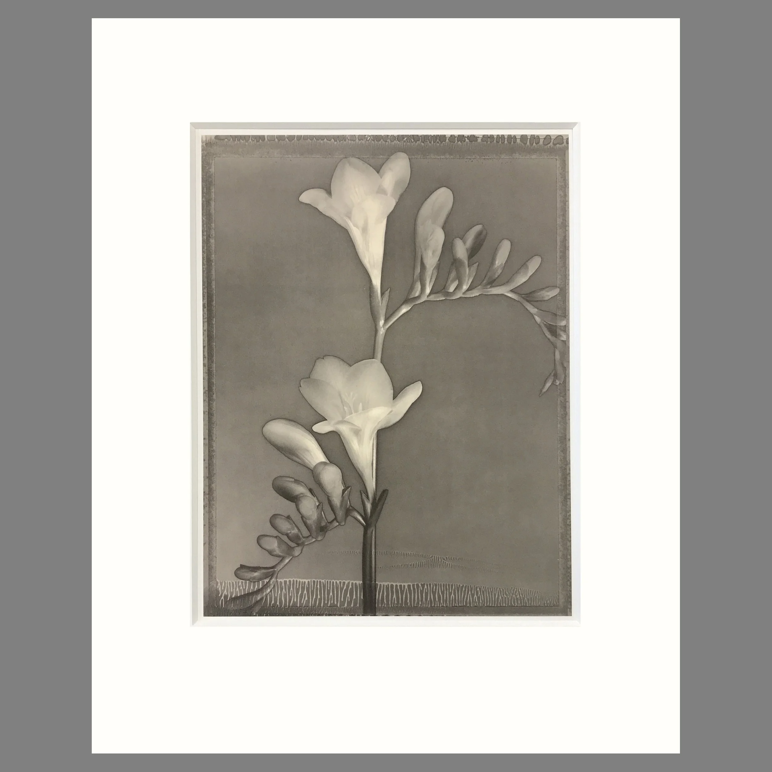 Freesia - Matted Flower Print - Tom Baril Photograph - Plate 15 Botanica - 16 x 20 Inches
