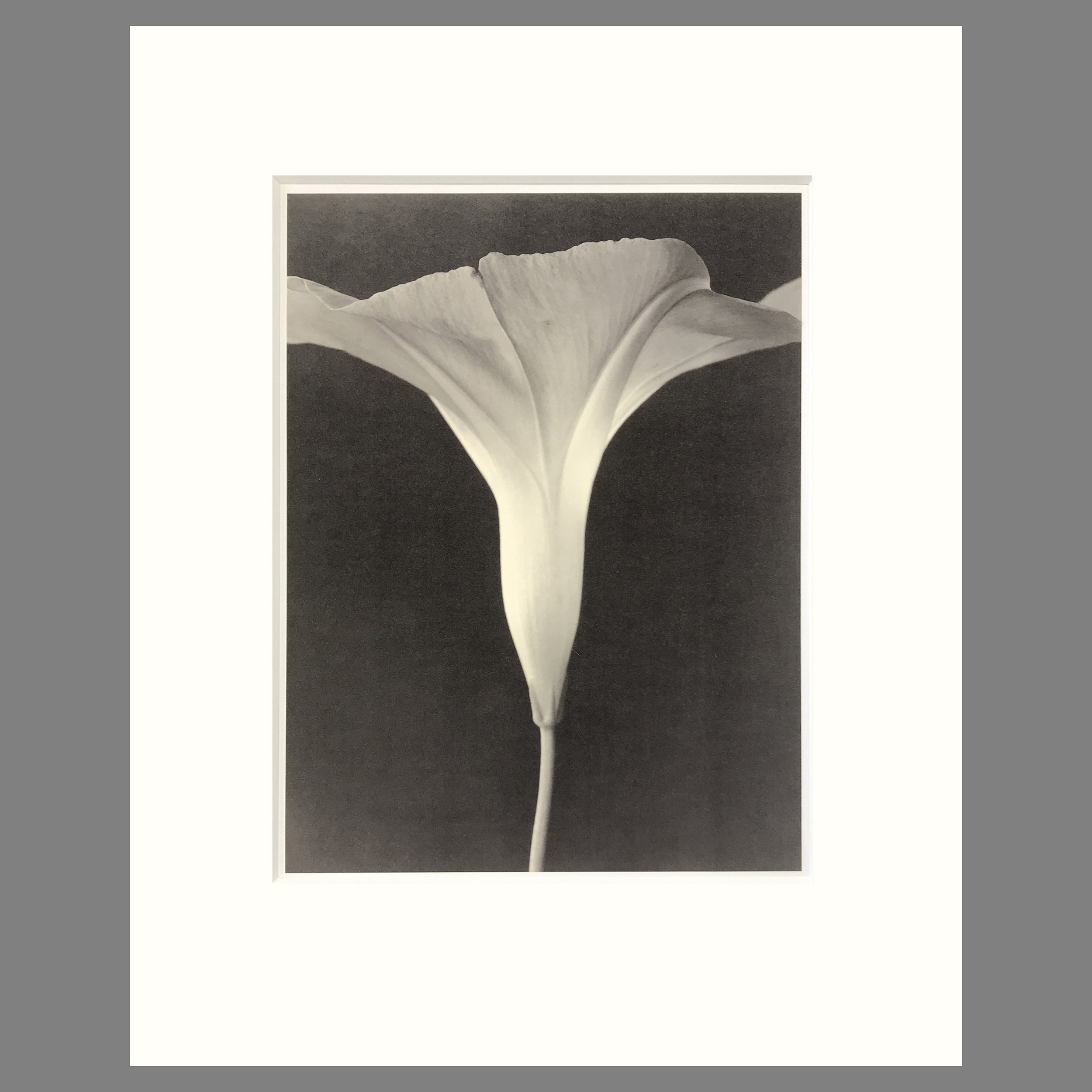 Morning Glory - Matted Flower Print - Tom Baril Photograph - Plate 7 Botanica - 16 x 20 Inches