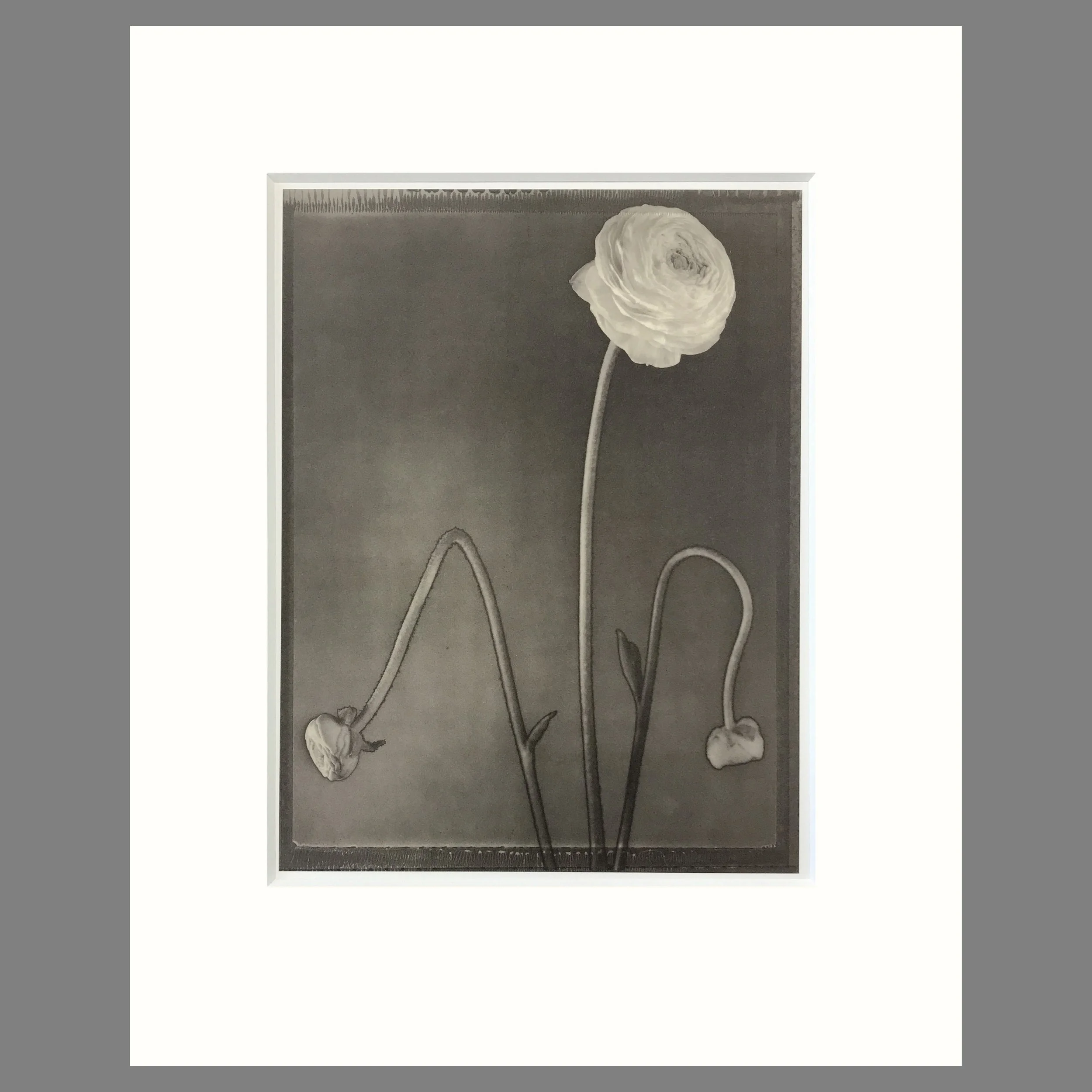 Ranunculus - Matted Flower Print - Tom Baril Photograph - Plate 48 Botanica - 16 x 20 Inches