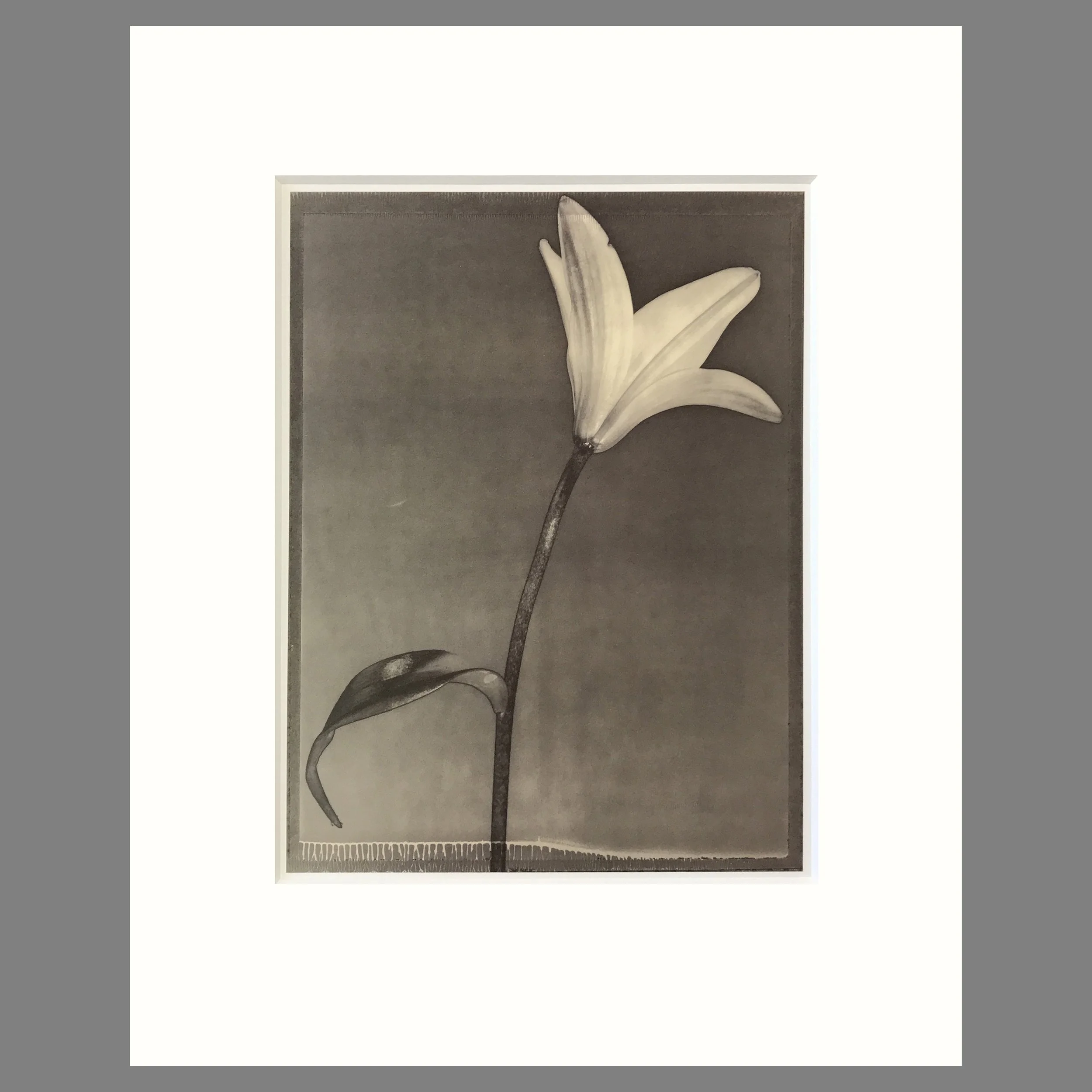 Lily - Matted Flower Print - Tom Baril Photograph - Plate 28 Botanica - 16 x 20 Inches