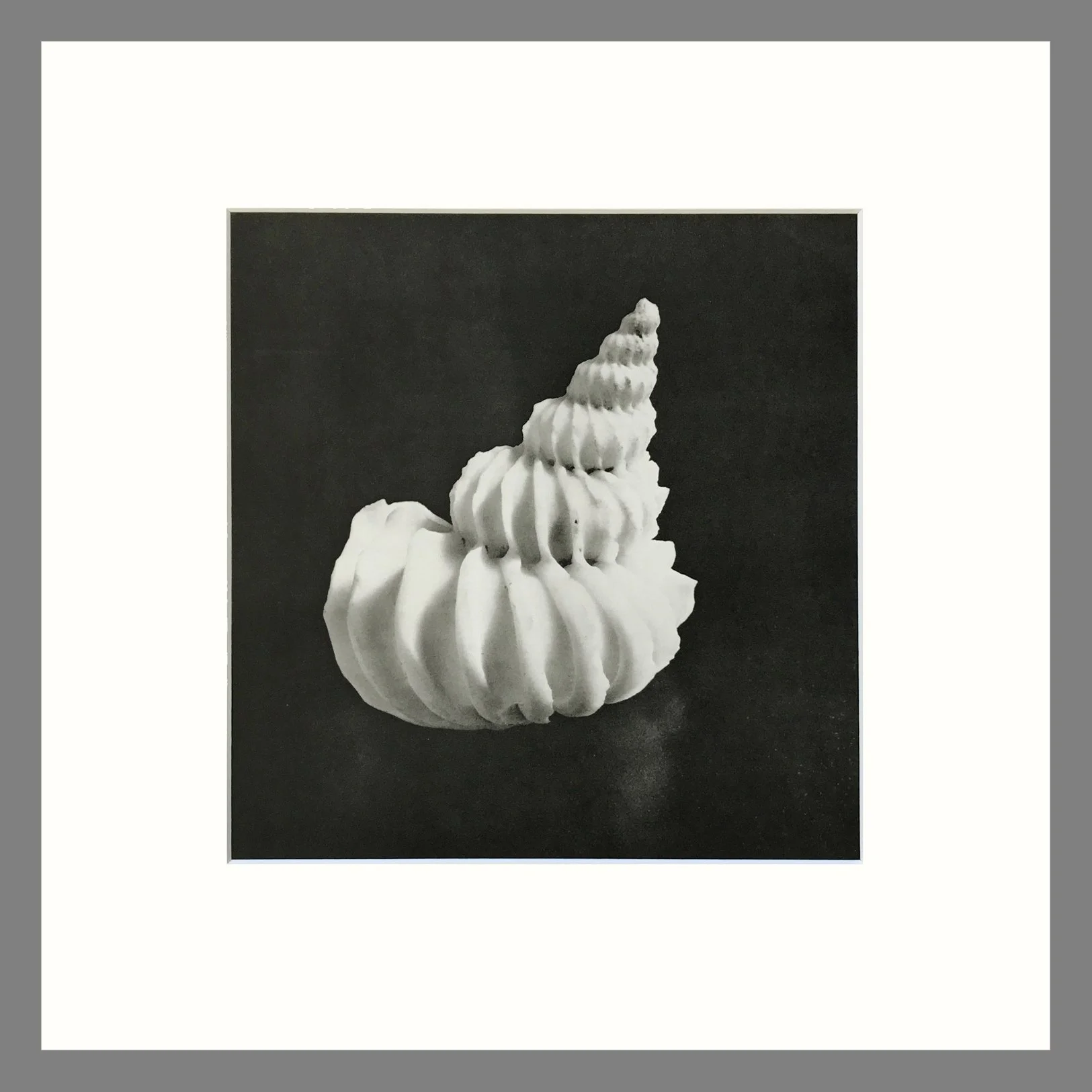 Black & White Shell Photograph - Noble Wentletrap Shell Plate 21 1 - 16 x 16 Matted Print