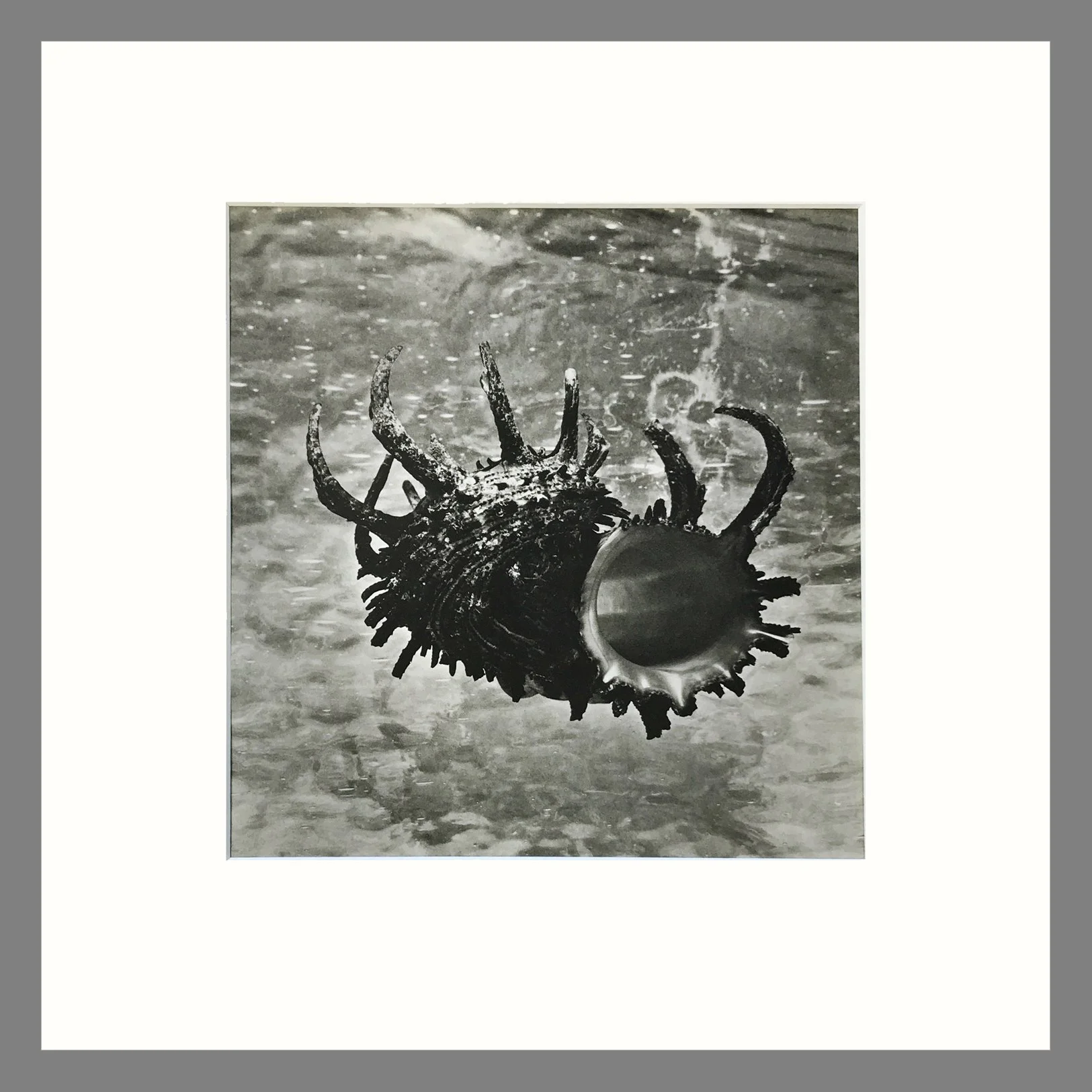 Black & White Shell Photograph - Delphinula Shell Plate 5 - 16 x 16 Matted Print