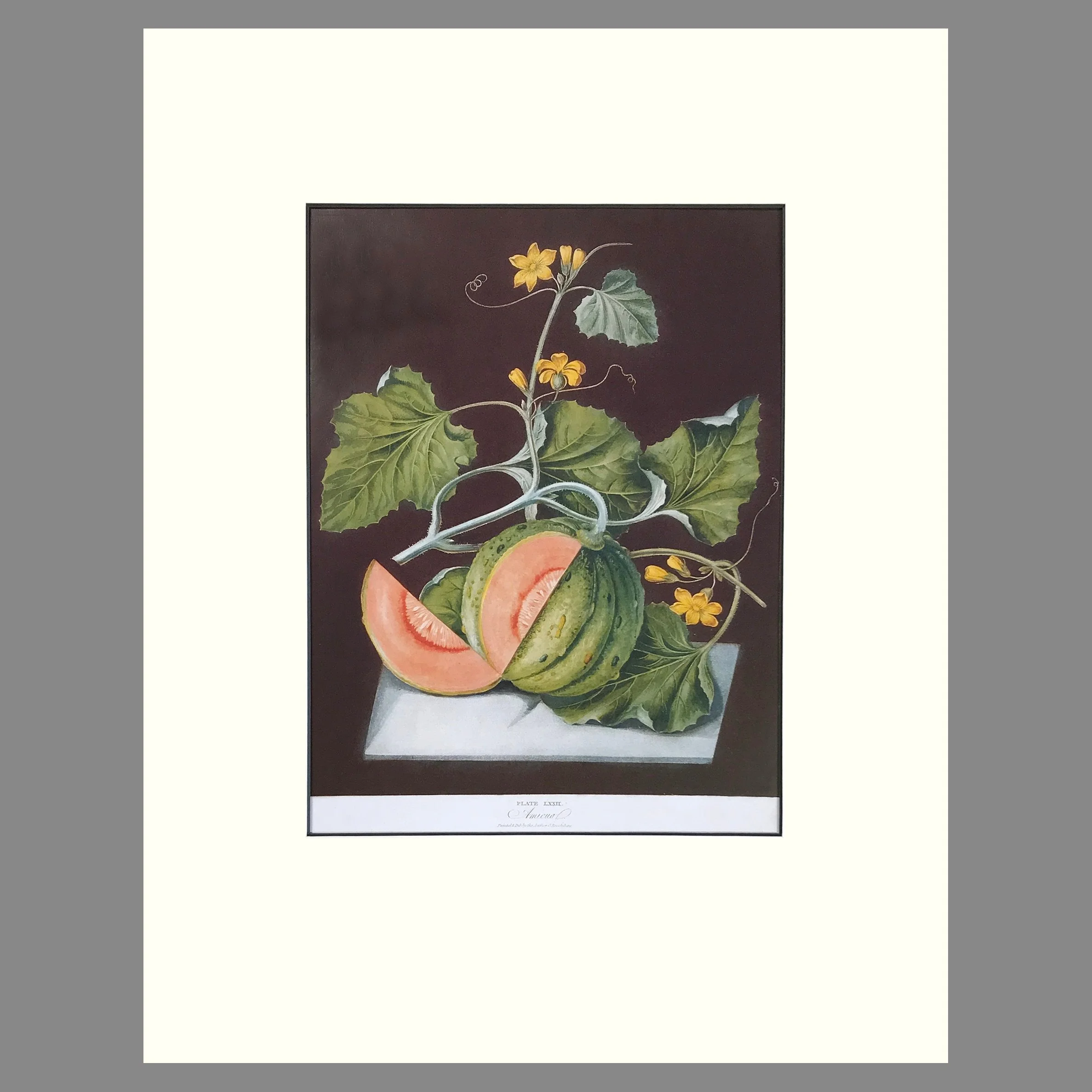Pomona+Britannica+-+Plate+72+Melons+Amicua.jpg