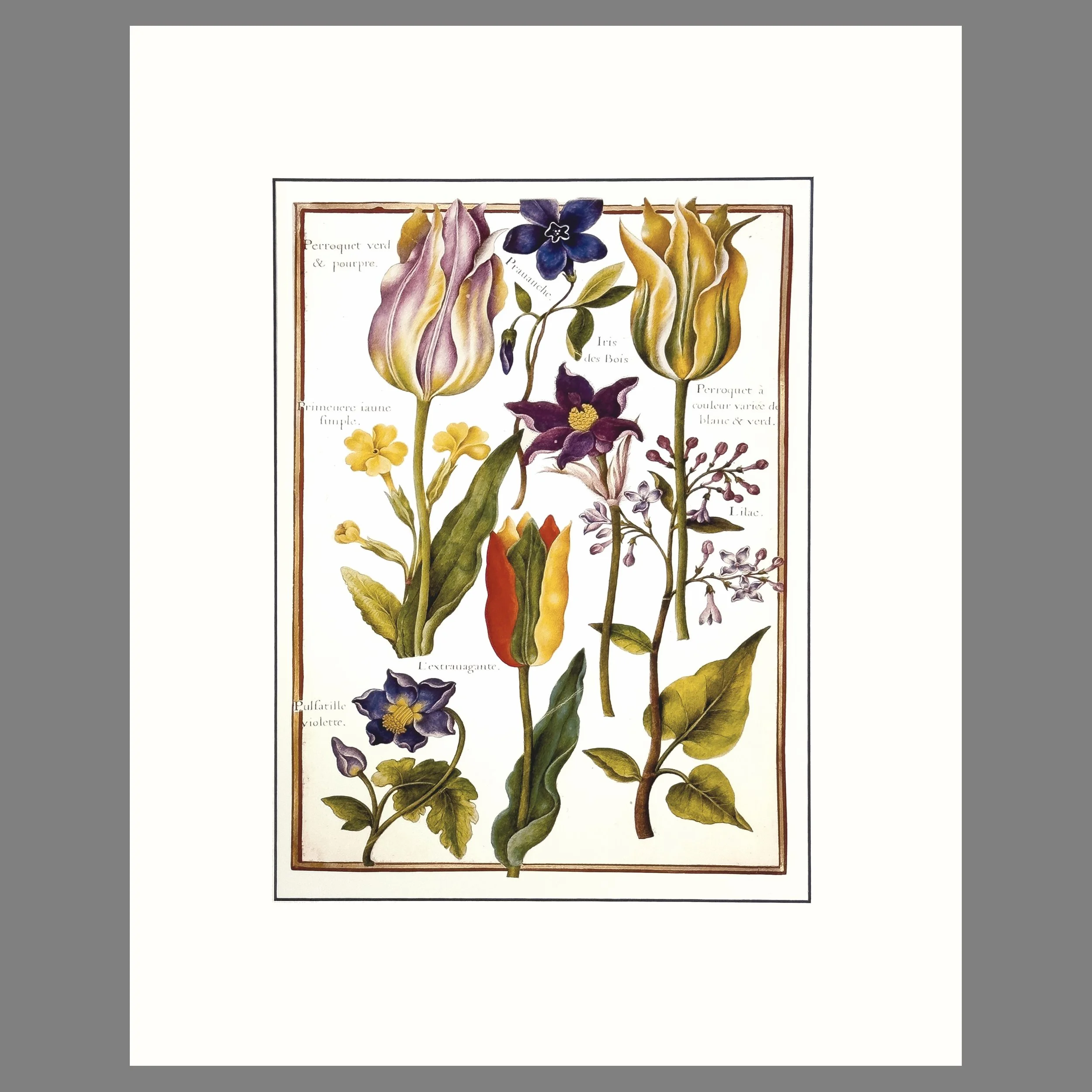 Roberts-ParottTulips.jpg