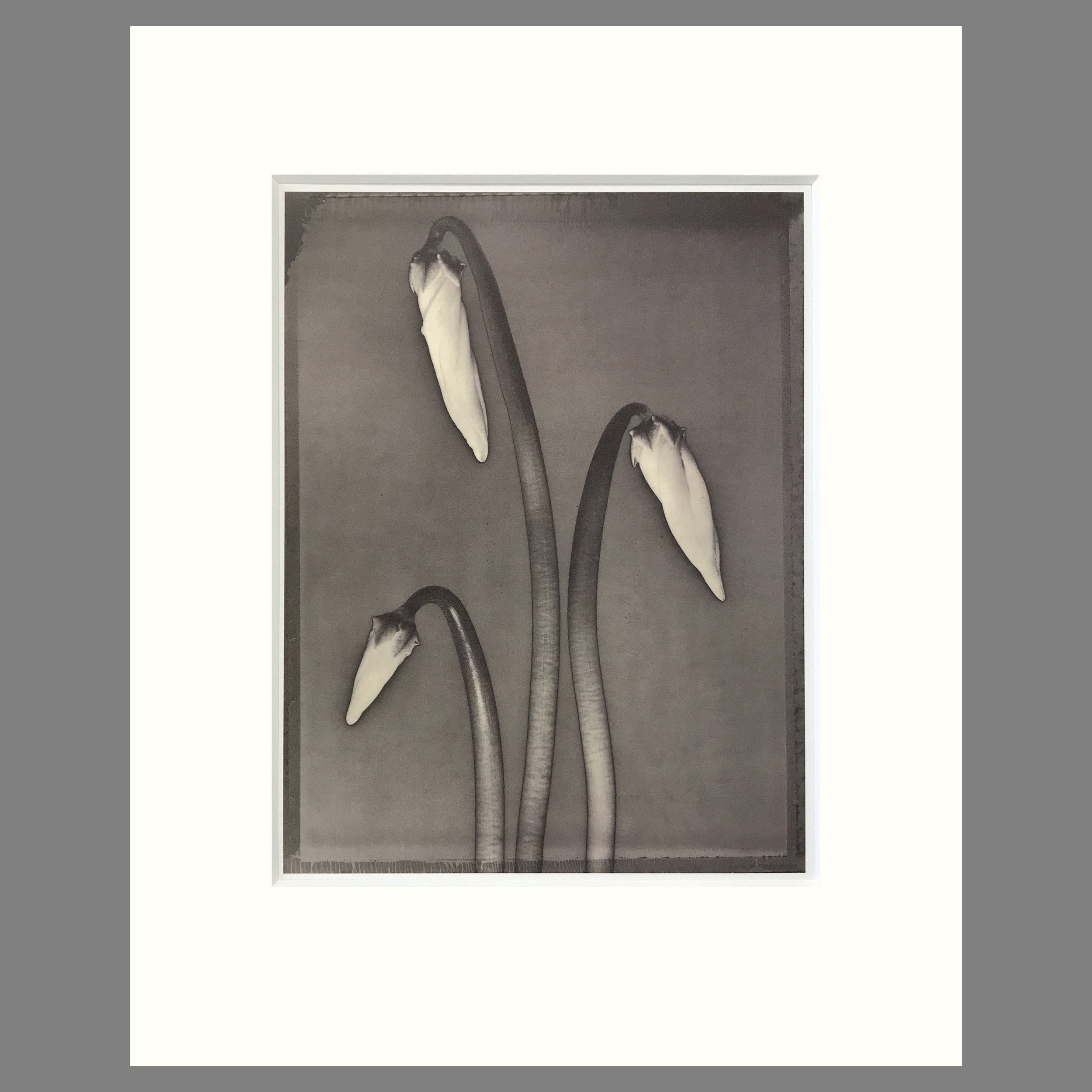 Cyclamen - Matted Flower Print - Tom Baril Photograph - Plate 55 Botanica - 16 x 20 Inches