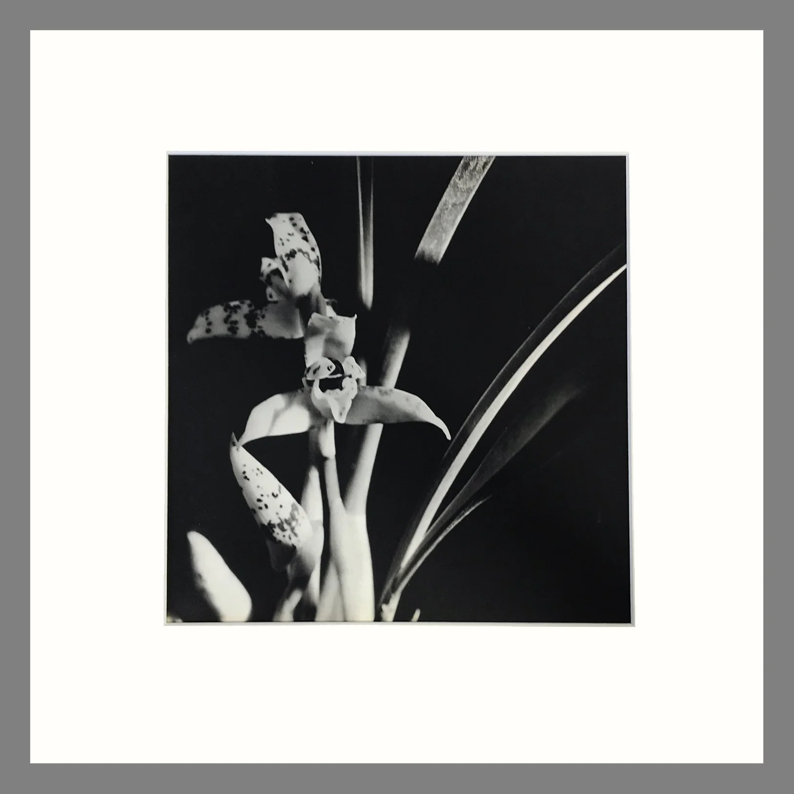 Plate 156 - Maxillaria 16 x 16.jpg