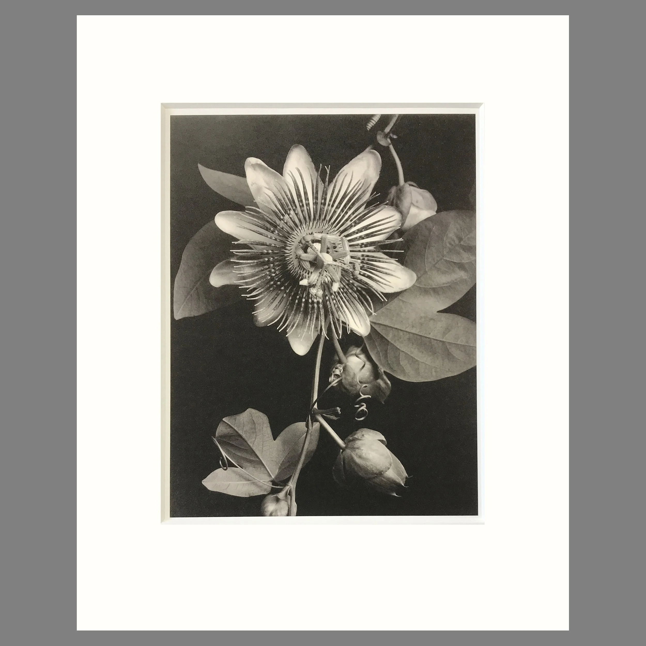 Passion Flower - Matted Flower Print - Tom Baril Photograph - Plate 42 Botanica - 16 x 20 Inches