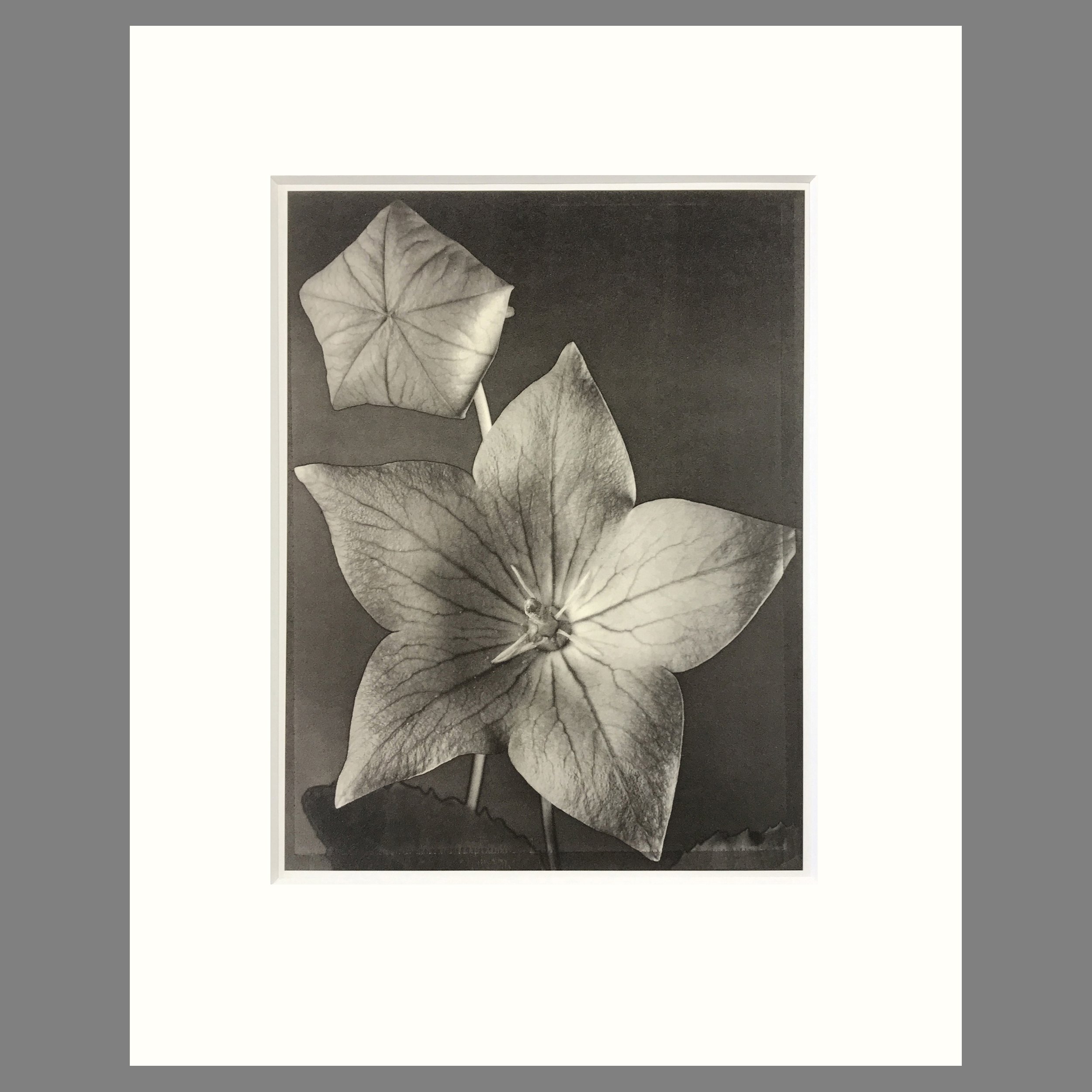 Balloon Flower - Matted Flower Print - Tom Baril Photograph - Plate 11 Botanica - 16 x 20 Inches