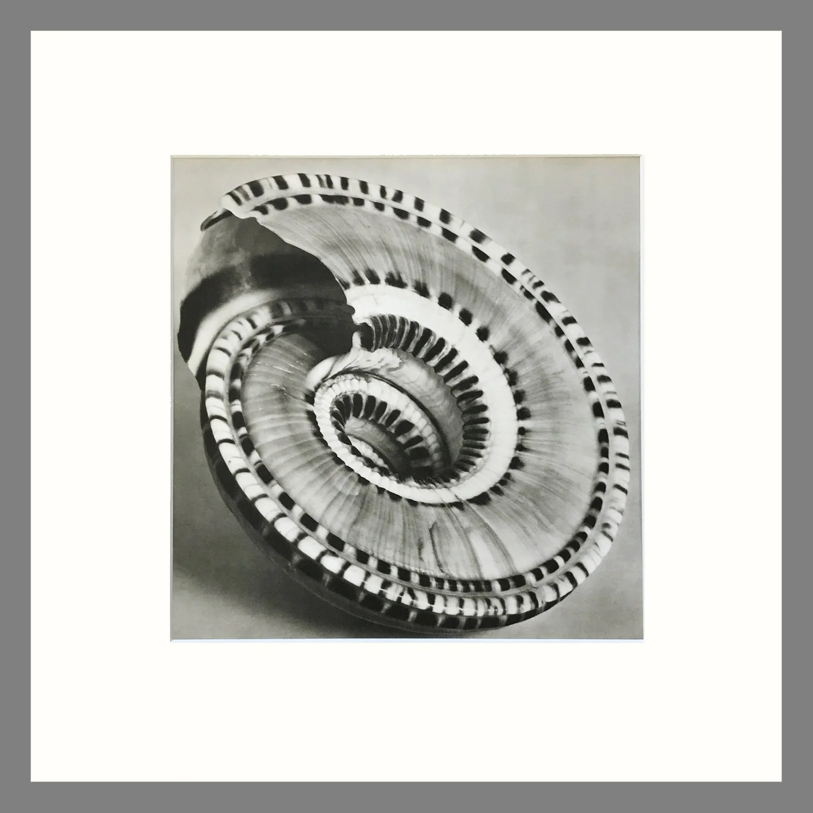 Black & White Shell Photograph - Perspective Sundial Shell Plate 17 - 16 x 16 Matted Print