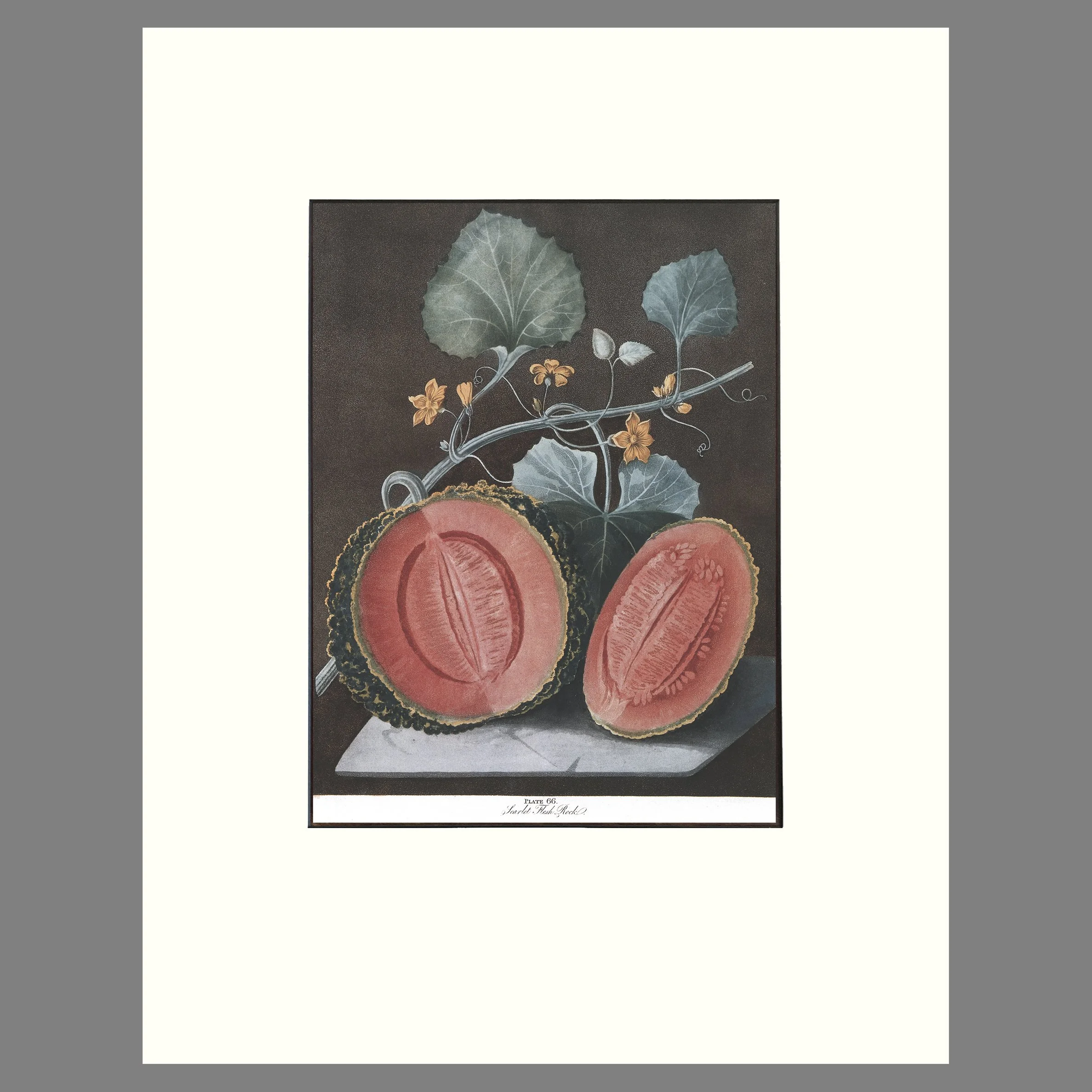 Melon, Scarlet Rock - Matted Botannical Print - Brookshaw, Pomona Britannica - Plate 66 - 14 x 18 Inches