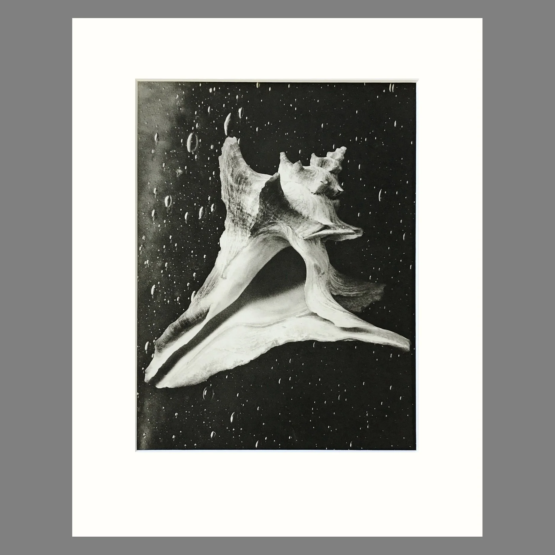 Black and White Shell Photograph - Forreria Shell Plate 83 - 11 x 14 MattedPrint