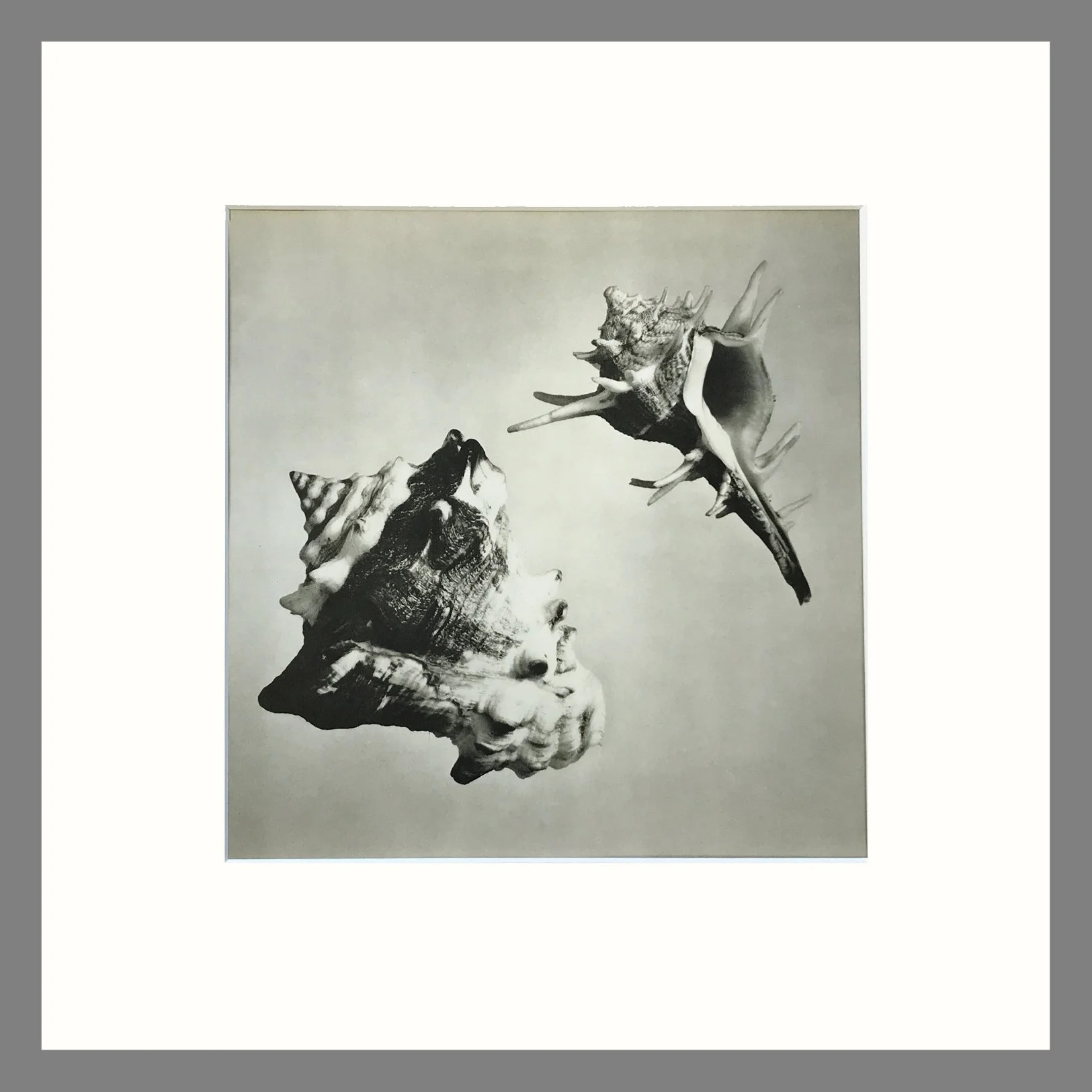 Black & White Shell Photograph - Shells Plate 105 - 16 x 16 Matted Print