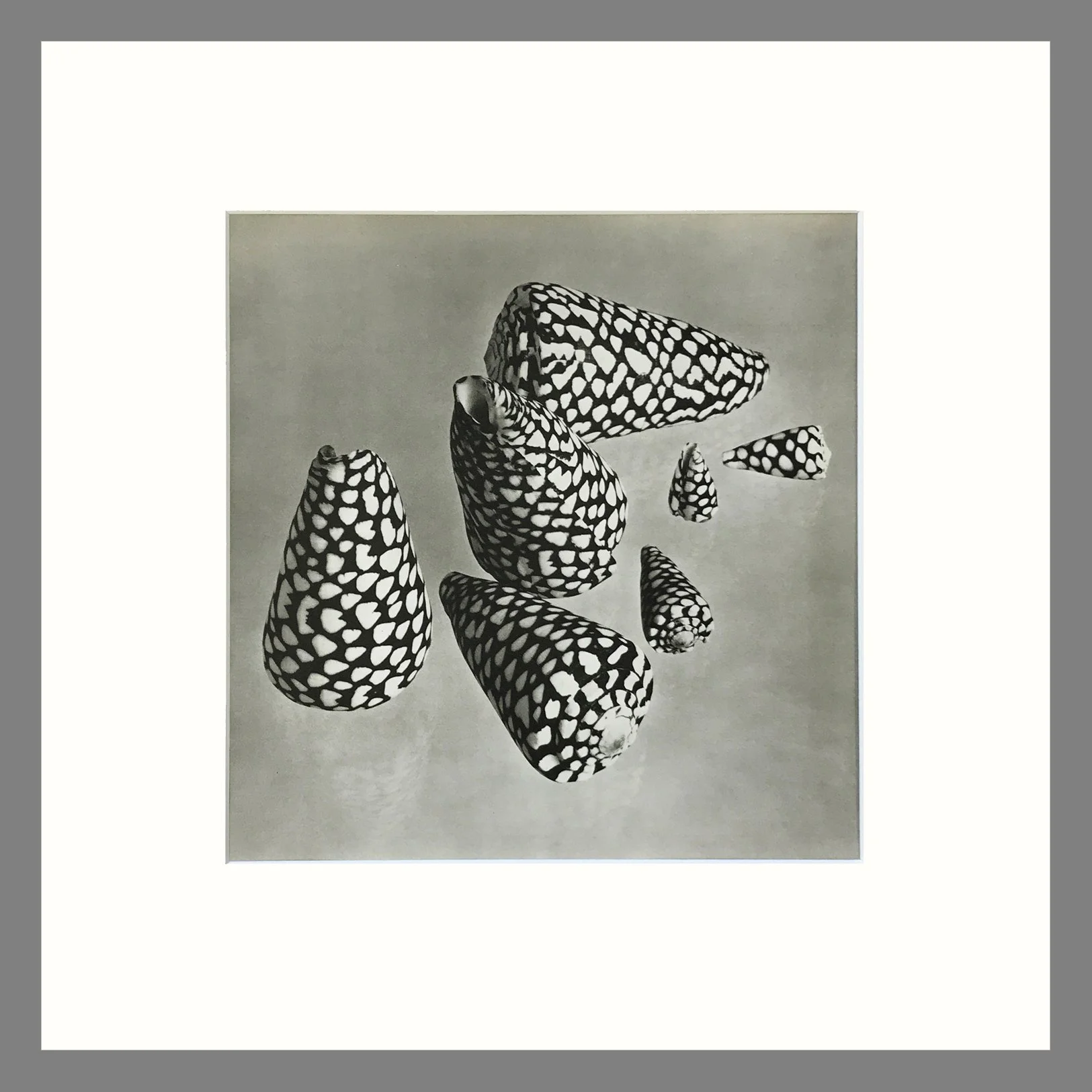 Black & White Shell Photograph - Marble Cone Shell Plate 133 - 16 x 16 Inch Matted Print