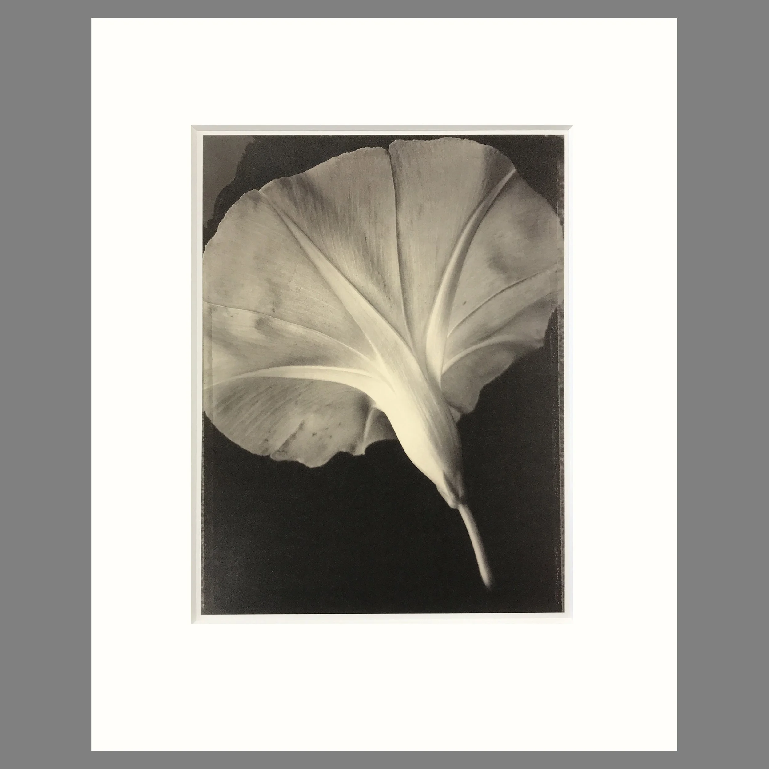Morning Glory - Matted Flower Print - Tom Baril Photograph - Plate 60 Botanica - 16 x 20 Inches