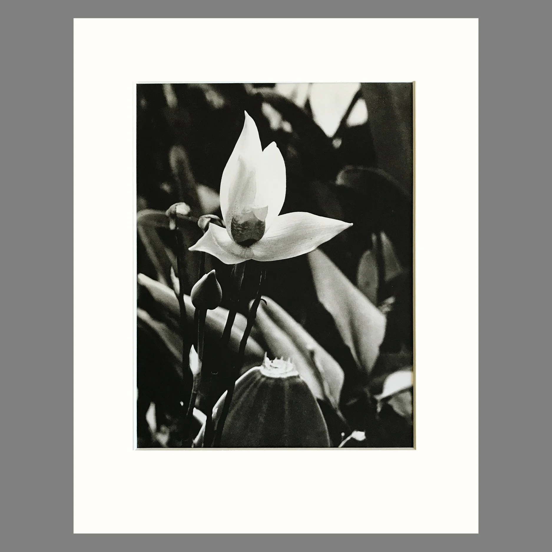 Plate 140 - Lycaste, L. cruenta.jpg
