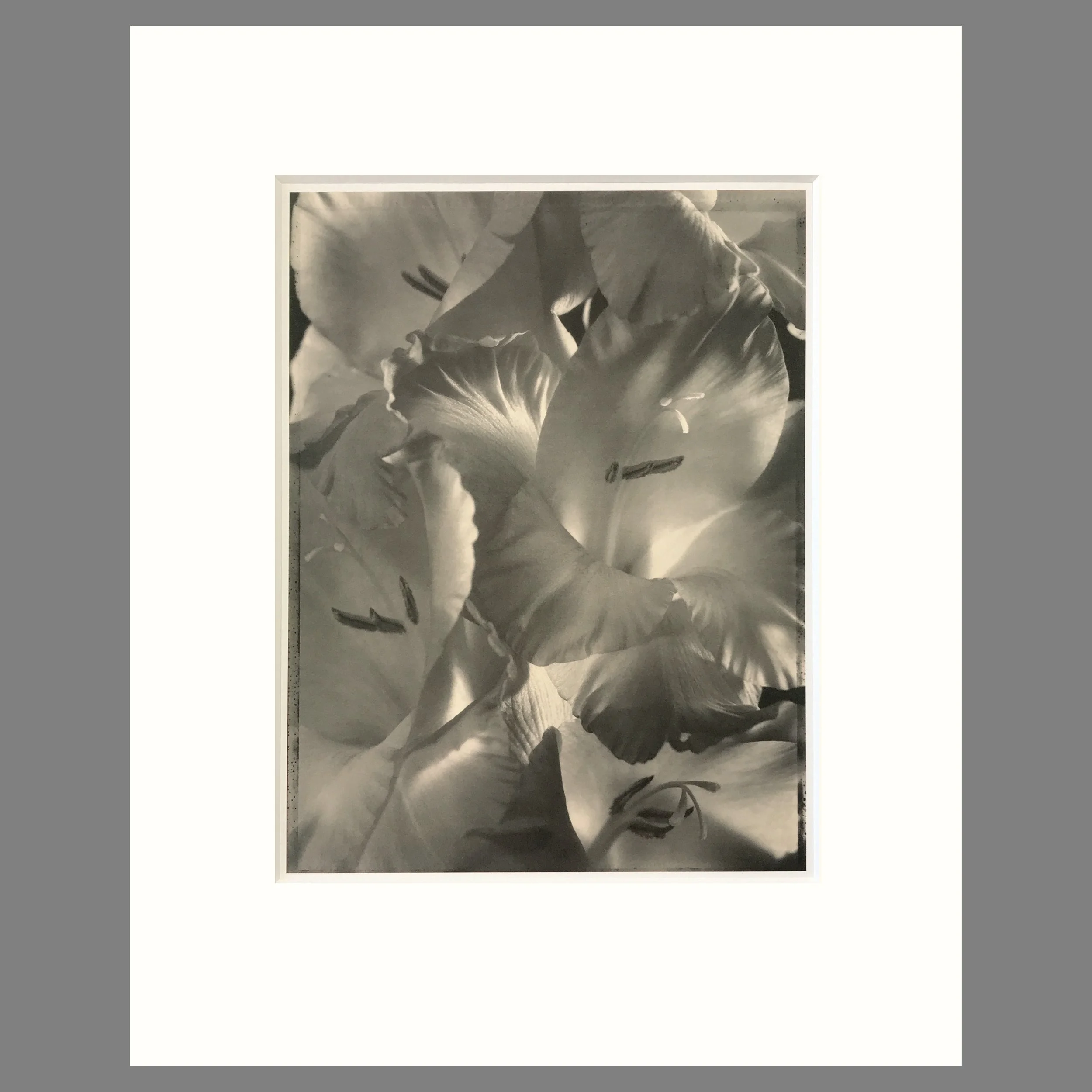 Gladiola - Matted Flower Print - Tom Baril Photograph - Plate 26 Botanica - 16 x 20 Inches