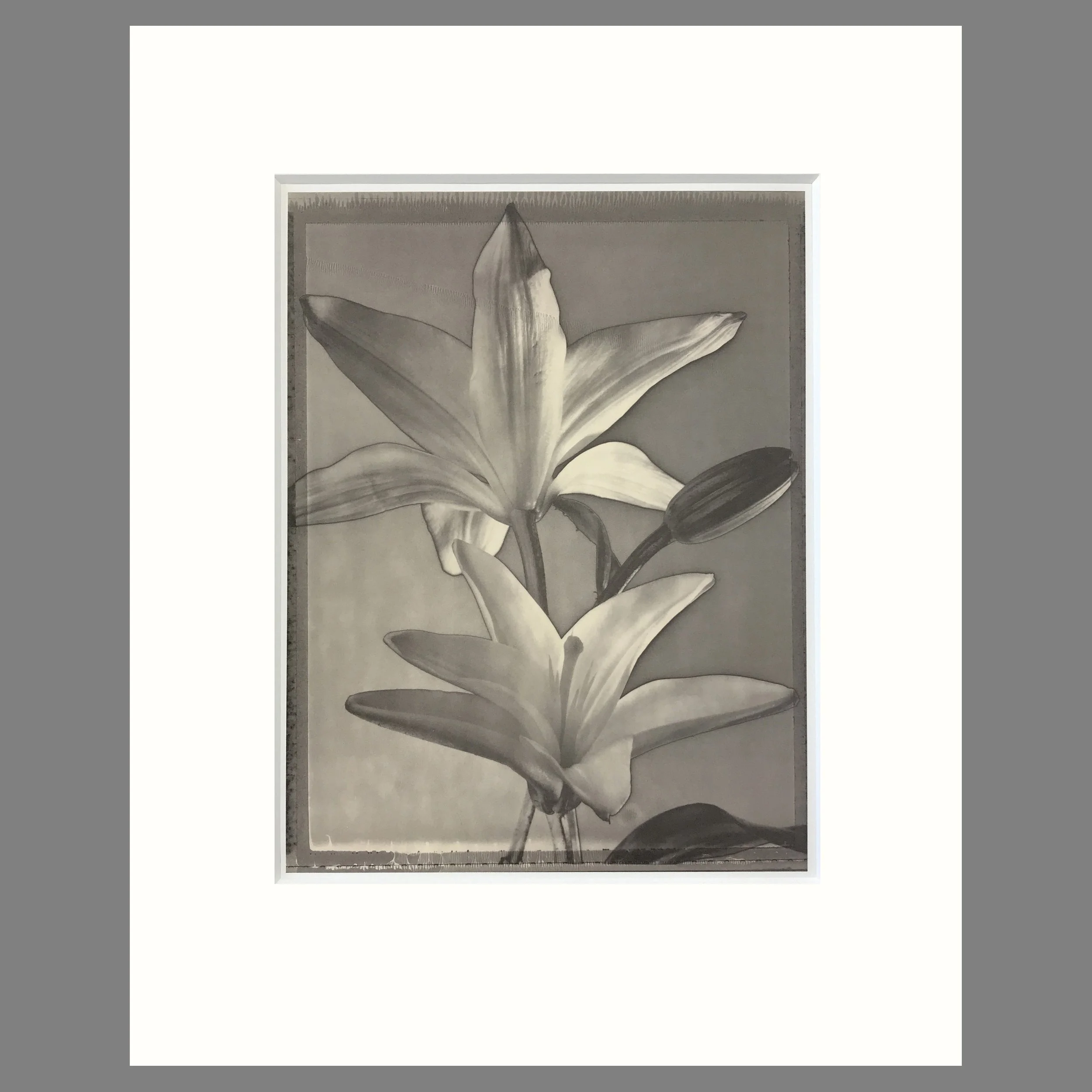 Solarized Lilies - Matted Flower Print - Tom Baril Photograph - Plate 56 Botanica - 16 x 20 Inches