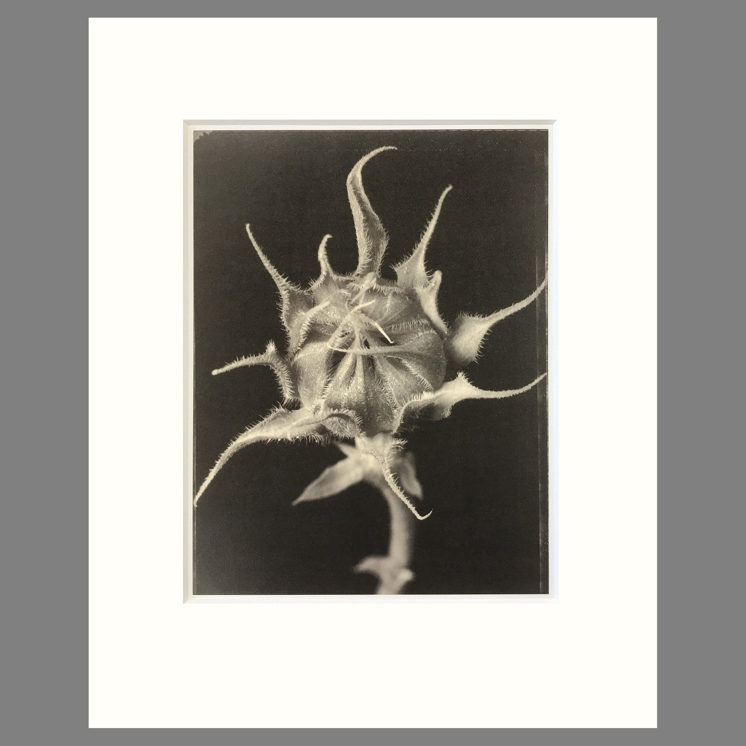 Sunflower Bud - Matted Flower Print - Tom Baril Photograph - Plate 37 Botanica - 16 x 20 Inches