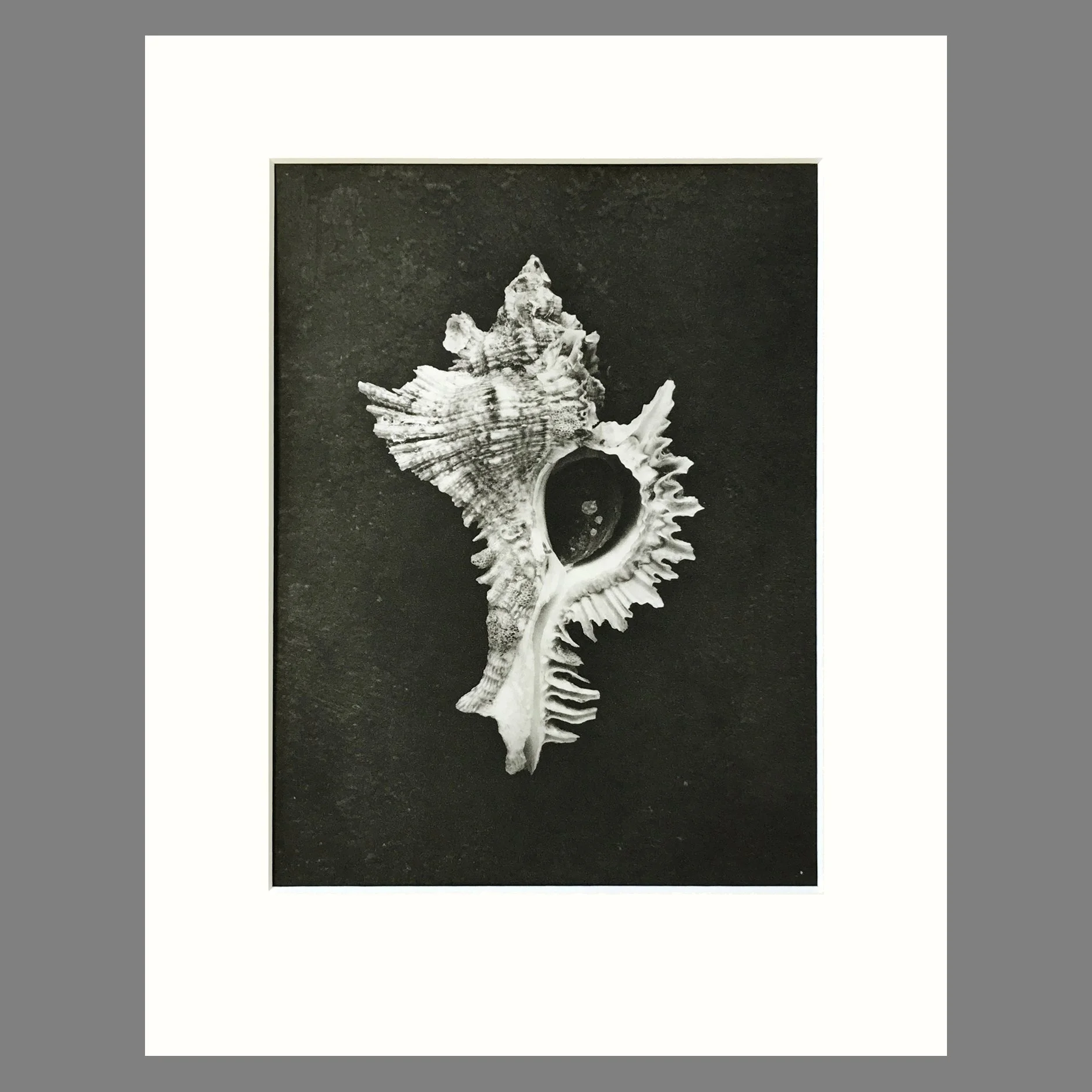 Black and White Shell Photograph - Murex Shell Plate 73 - 11 x 14 Matted Print