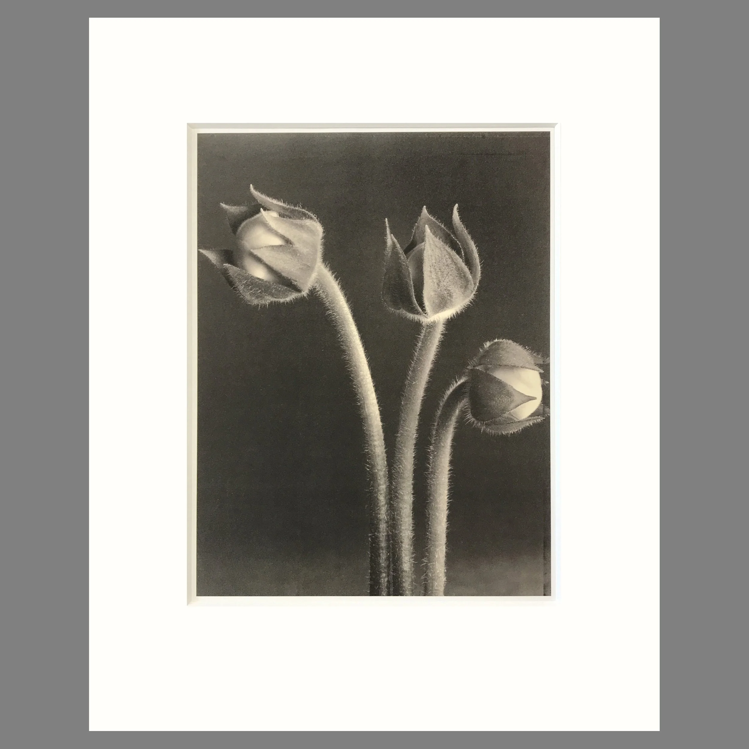Gloxinia Buds - Matted Flower Print - Tom Baril Photograph - Plate 3 Botanica - 16 x 20 Inches