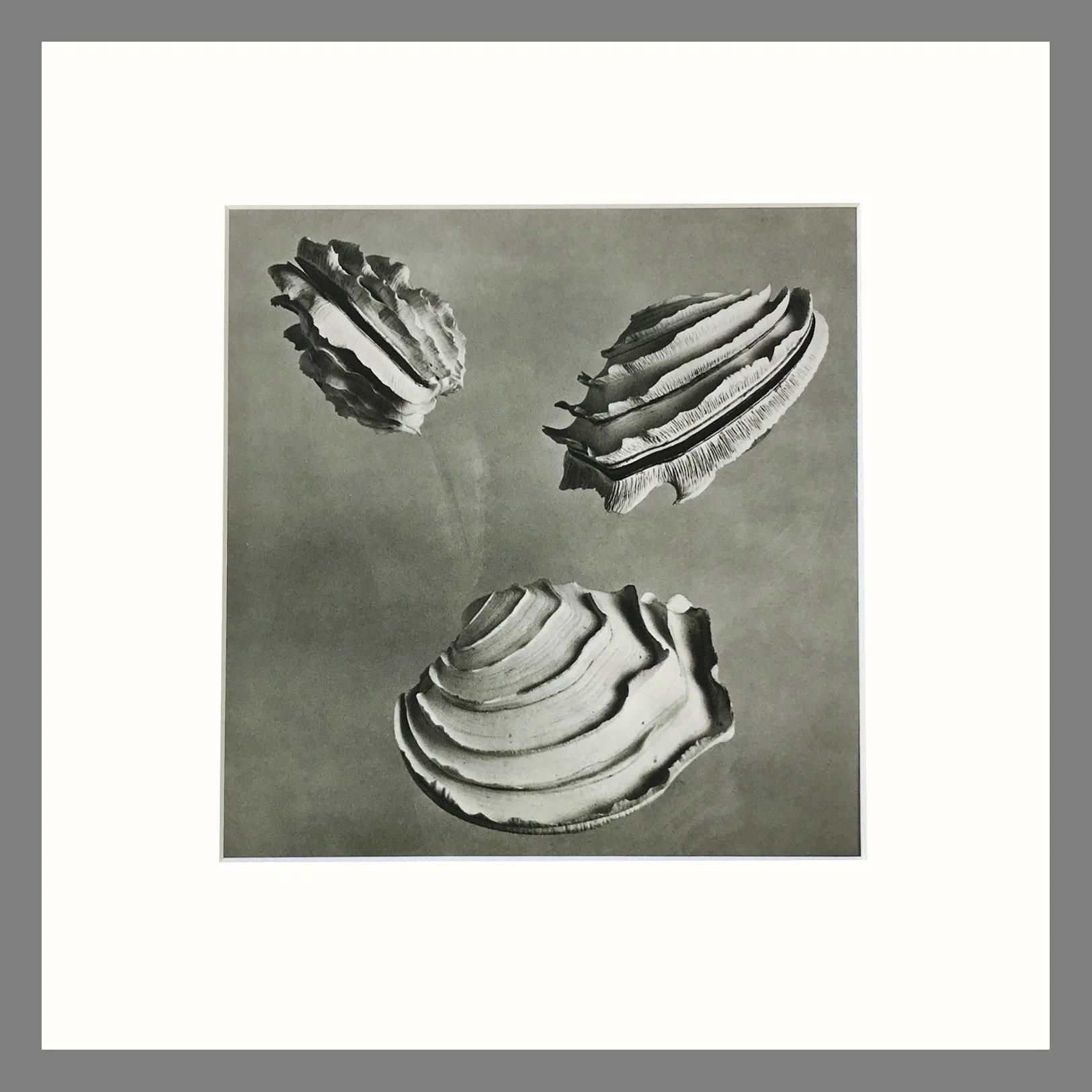 Shell Plate 177 Left.jpg