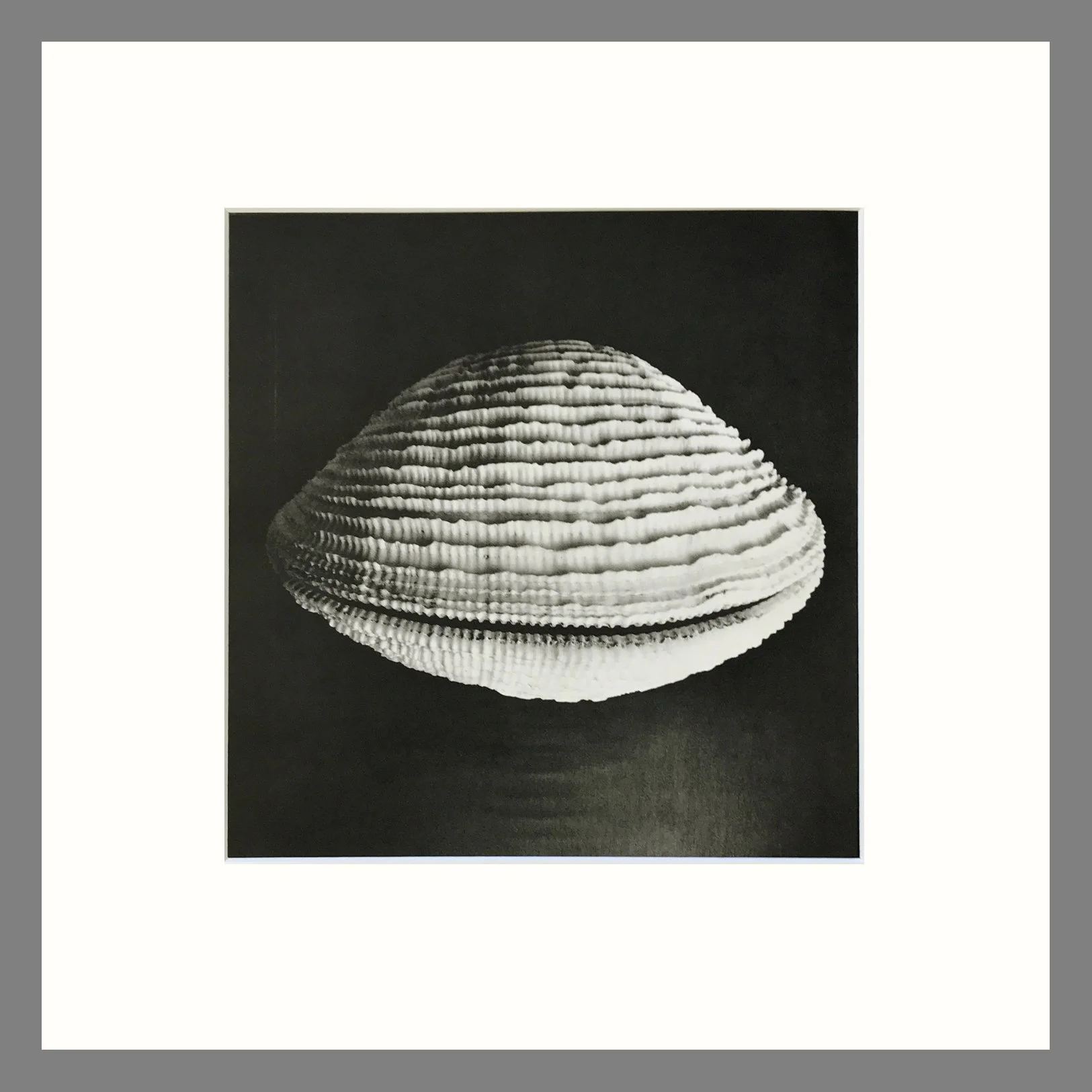 Black & White Shell Photograph - Elegant Fimbria Clam Plate 182 - 16 x 16 Matted Print