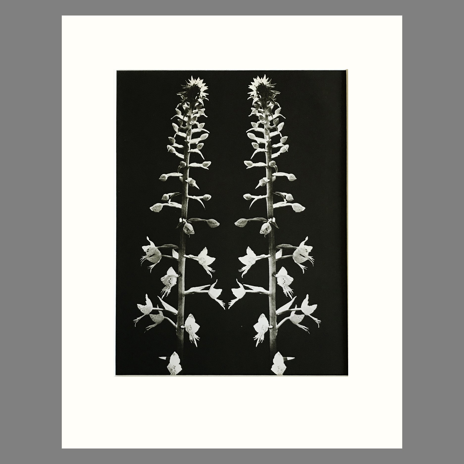 Plate 23 - Stenoglottis, S. longifolia, Natal.jpg