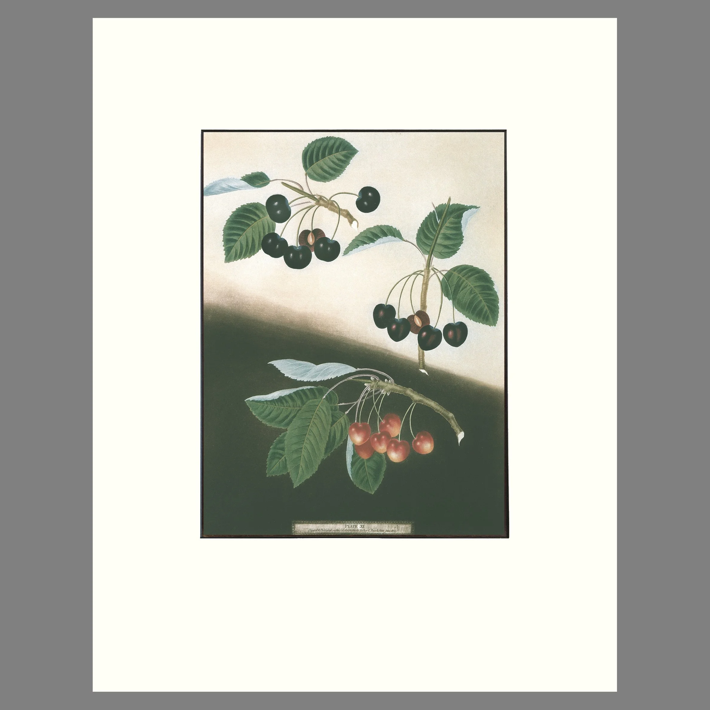 Cherries - Matted Botannical Print - Brookshaw, Pomona Britannica - Plate 11 - 14 x 18 Inches