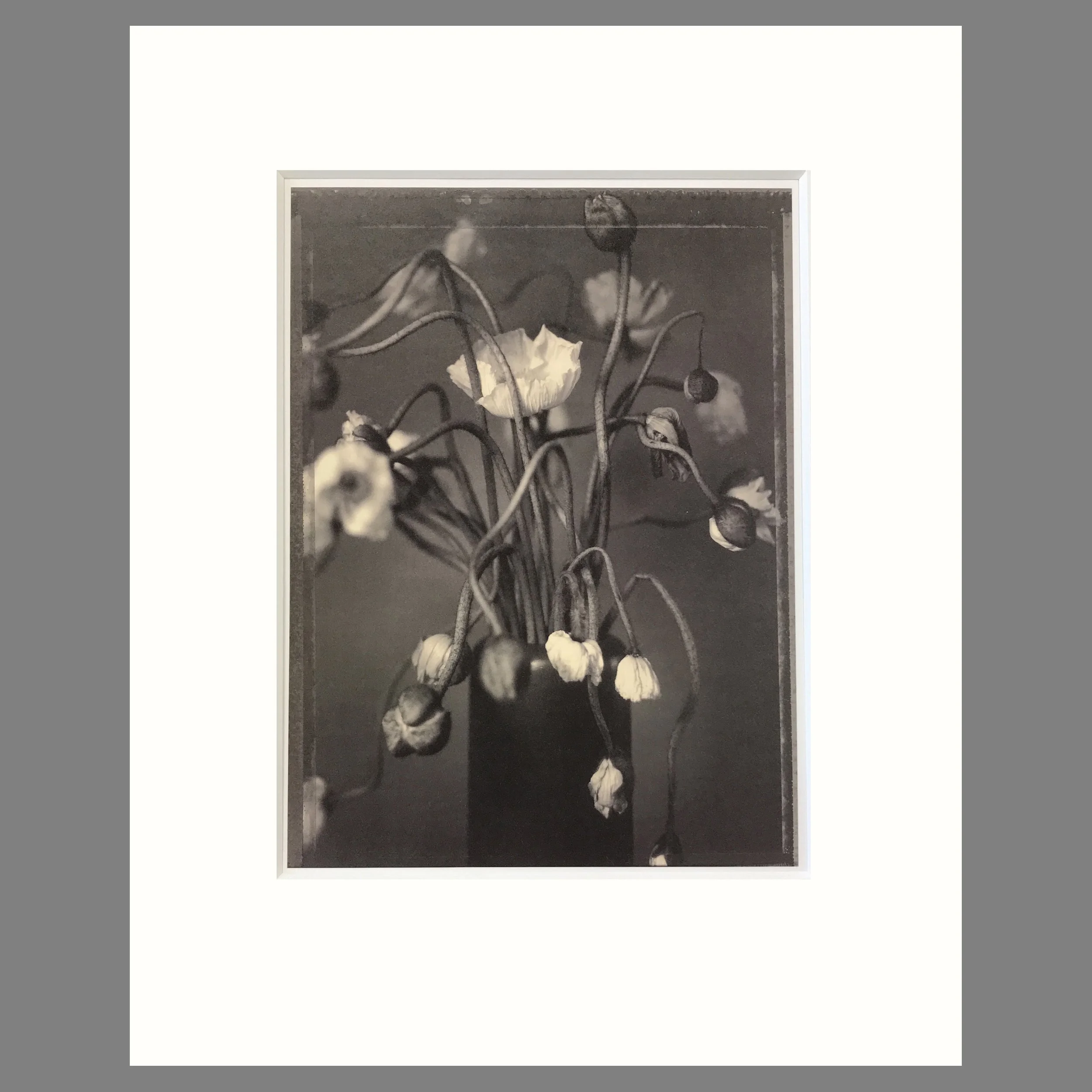Poppies Wilting - Matted Flower Print - Tom Baril Photograph - Plate 22 Botanica - 16 x 20 Inches
