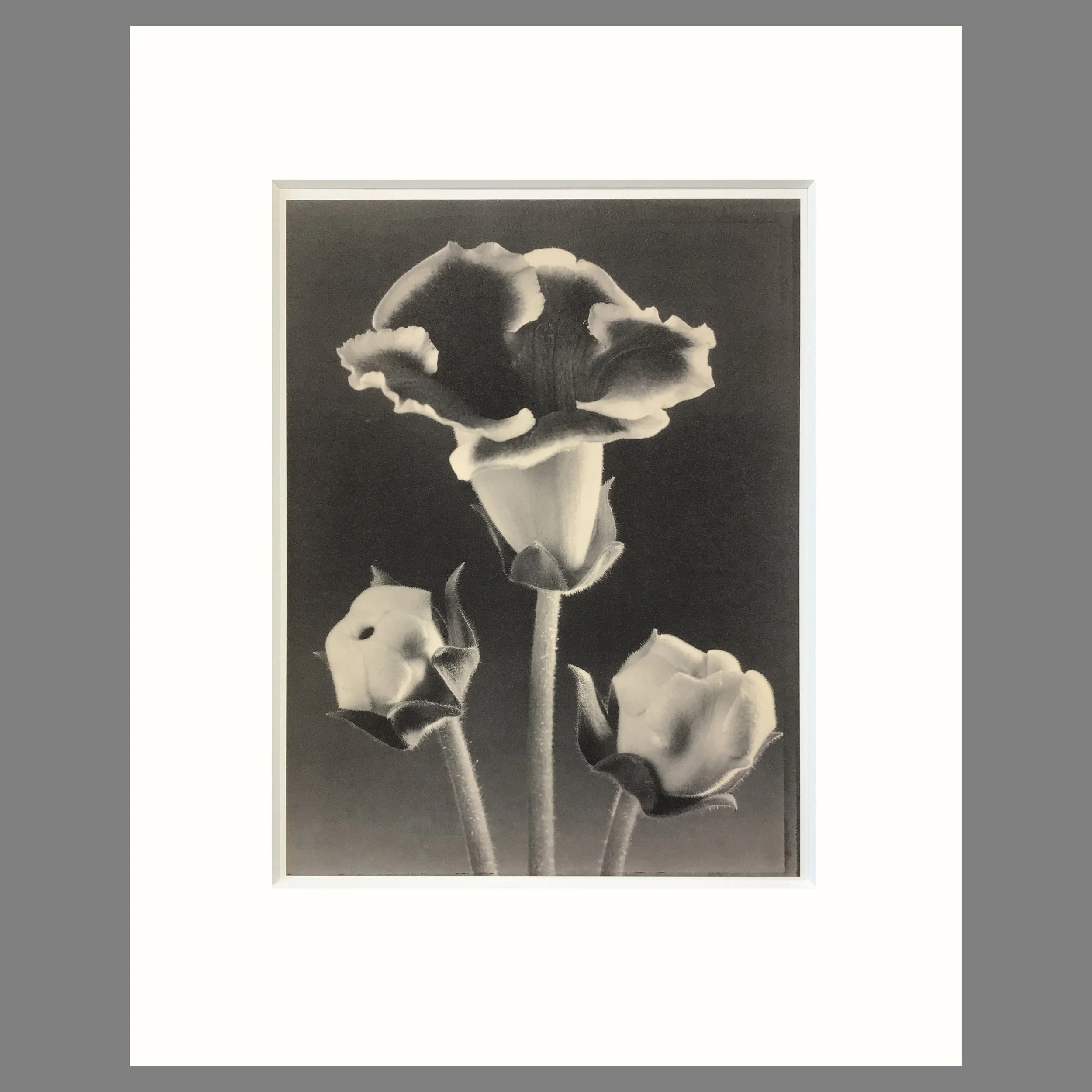 Gloxinia - Matted Flower Print - Tom Baril Photograph - Plate 31 Botanica - 16 x 20 Inches