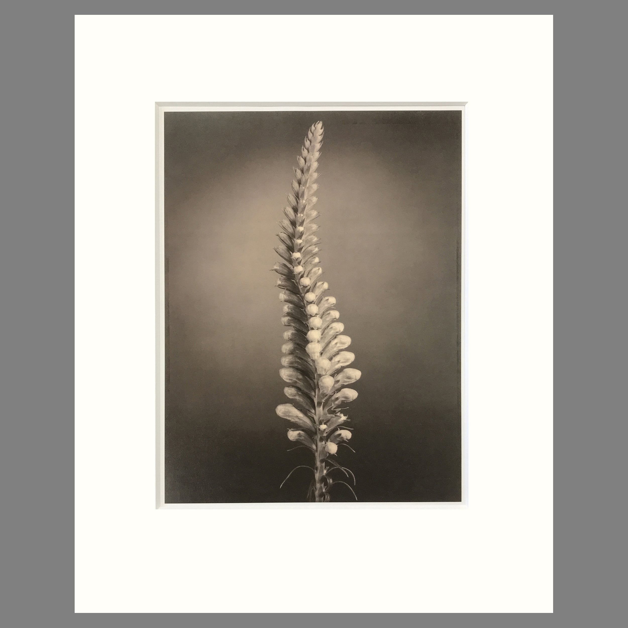 False Dragonhead - Matted Flower Print - Tom Baril Photograph - Plate 4 Botanica - 16 x 20 Inches