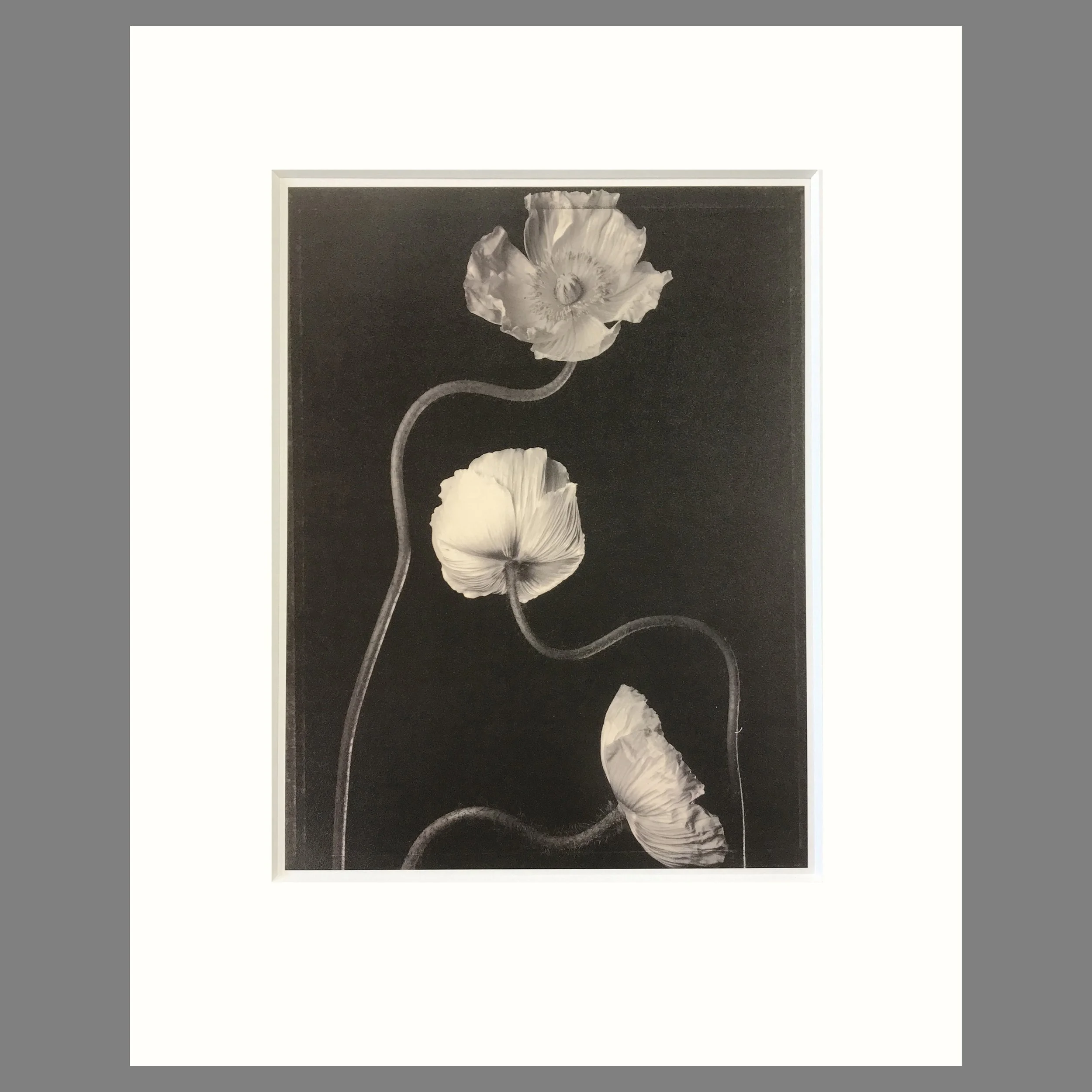 Three Poppies - Matted Flower Print - Tom Baril Photograph - Plate 25 Botanica - 16 x 20 Inches