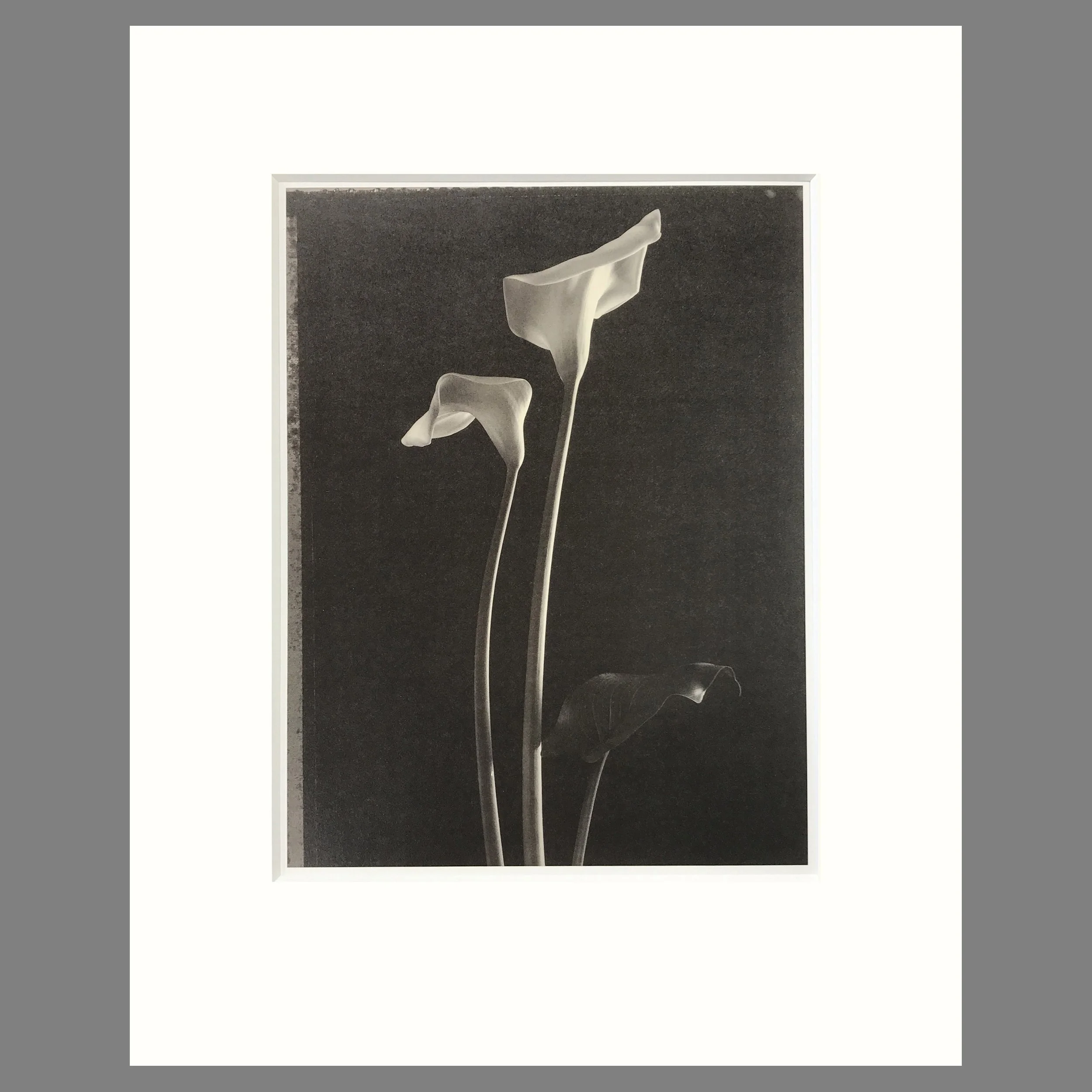 Two Calla Lilies - Matted Flower Print - Tom Baril Photograph - Plate 13 Botanica- 16 x 20 Inches