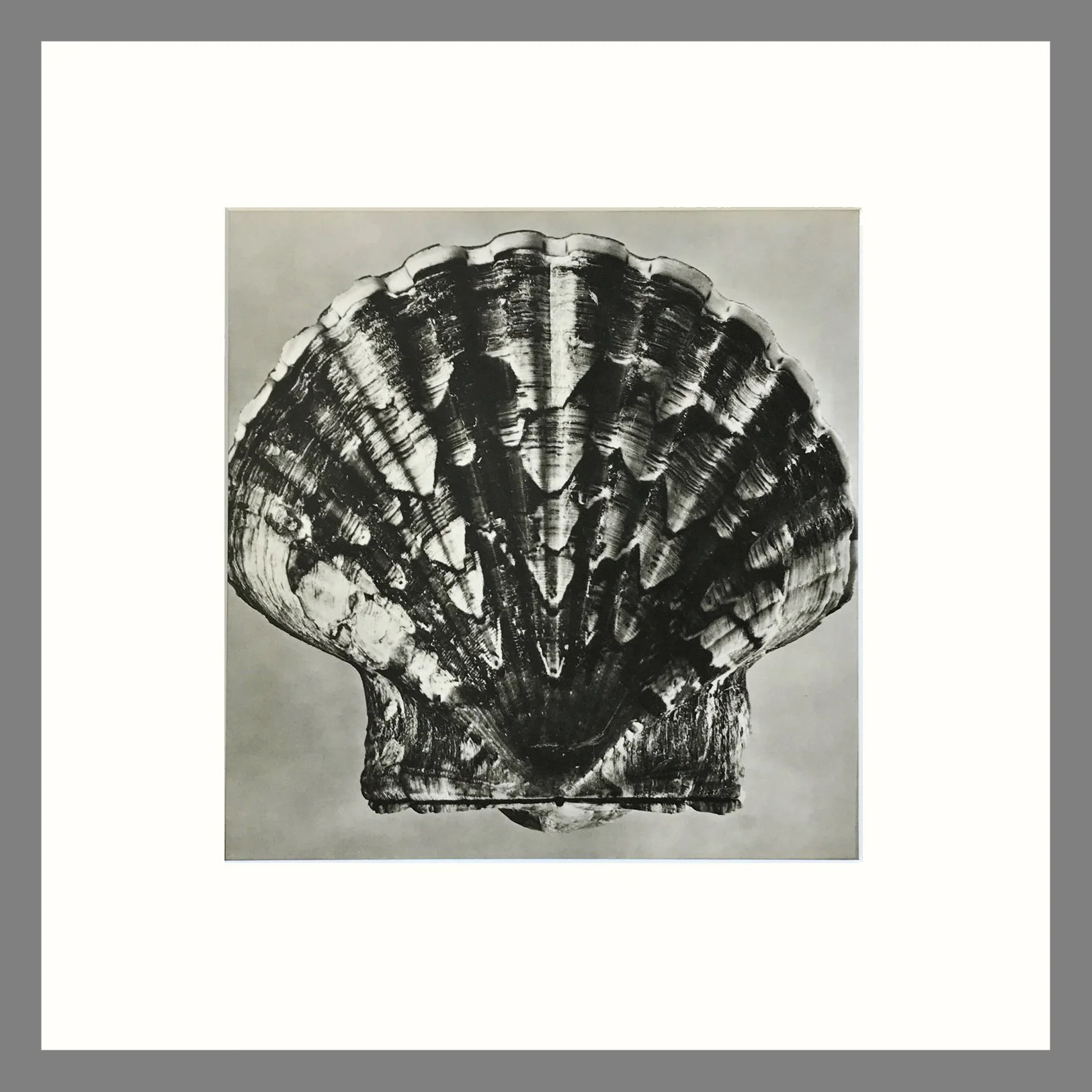 Black & White Shell Photograph - Scallop Shell Plate 153 - 16 x 16 Matted Print