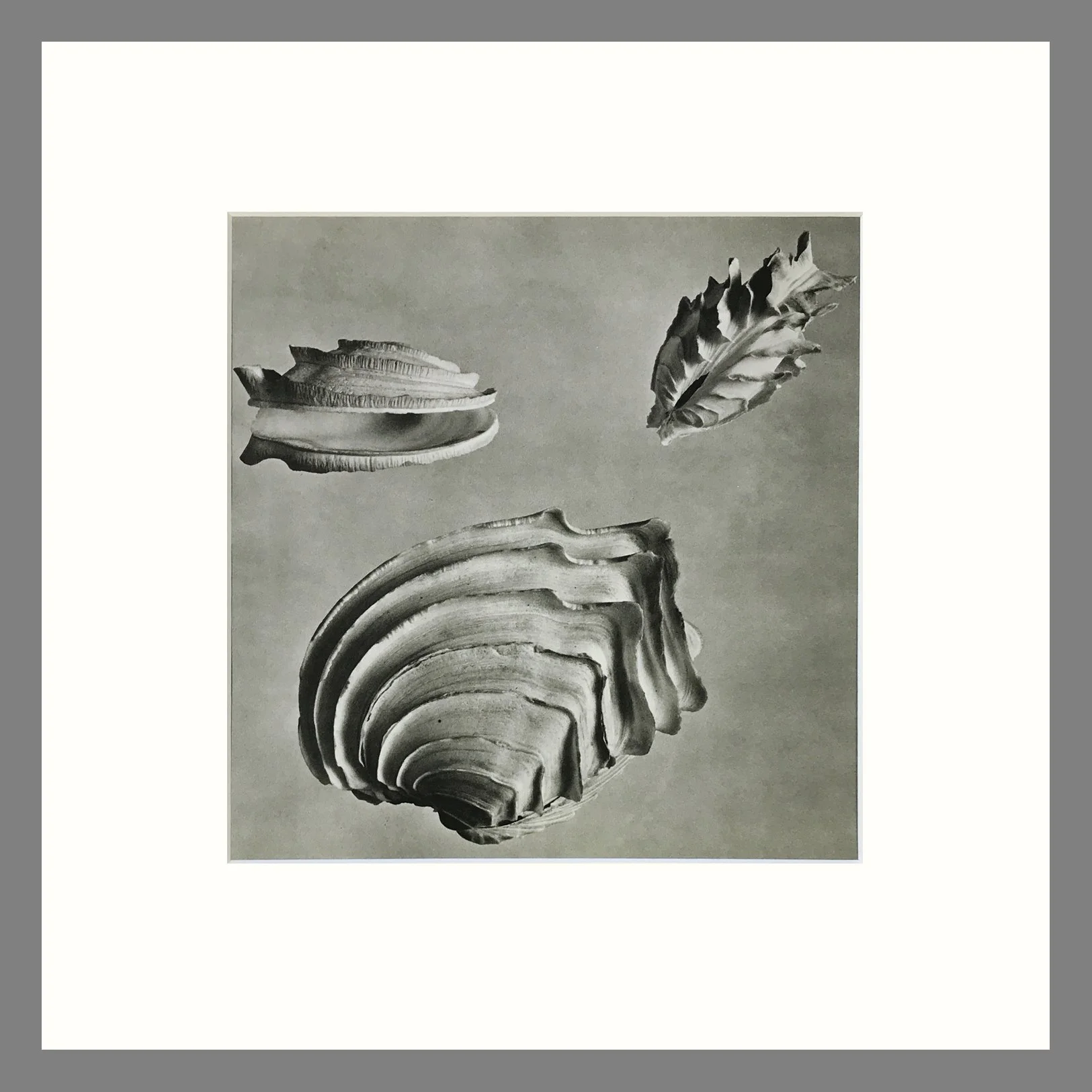Shell Plate 177 right.jpg
