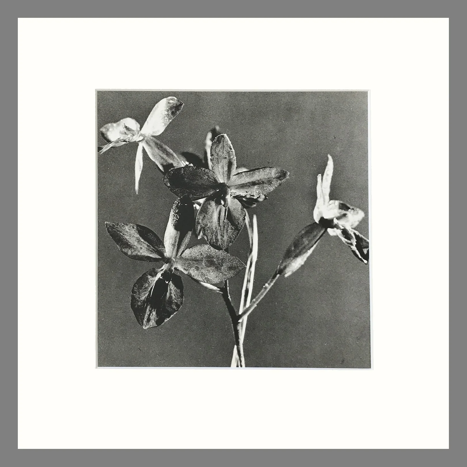 Black and White Orchid Photogravure Print - Barkeria Orchid Plate 47 - 16 x 16 Inch Matted Print