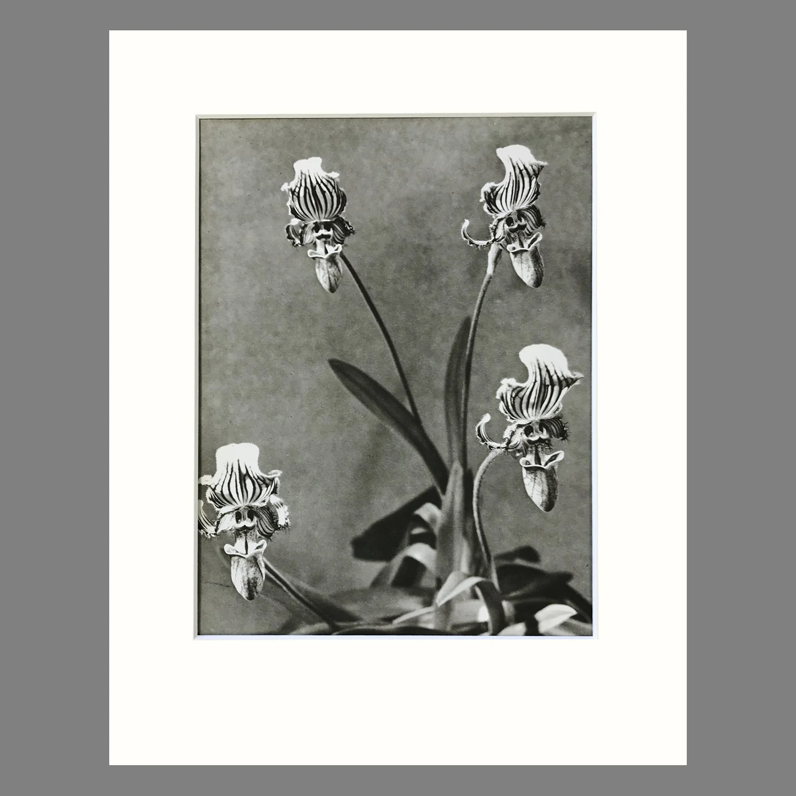 Plate 12 - Paphiopedilum.jpg