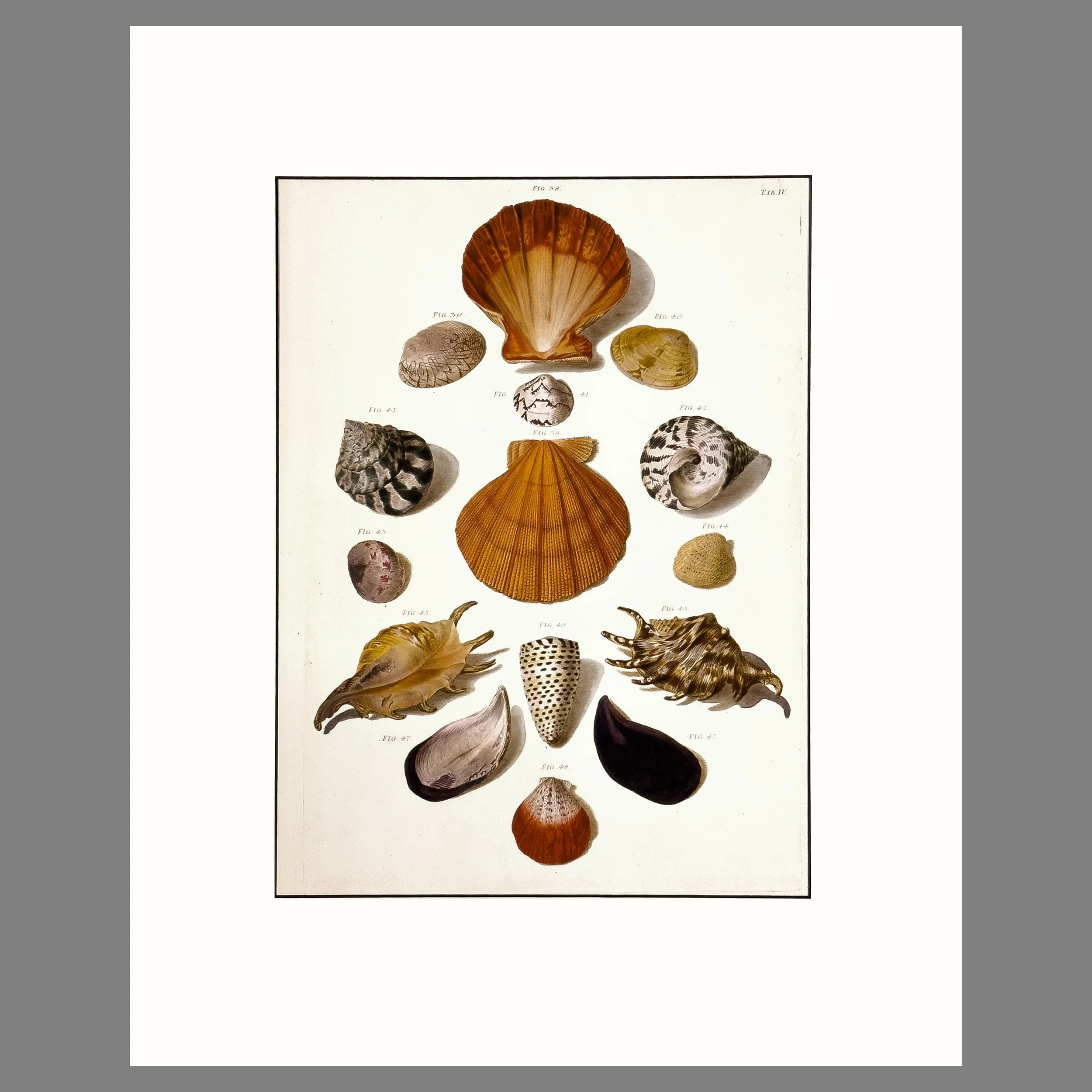 Regenfus Shell Print - Plate IV - Matted Ready To Frame - Two Sizes