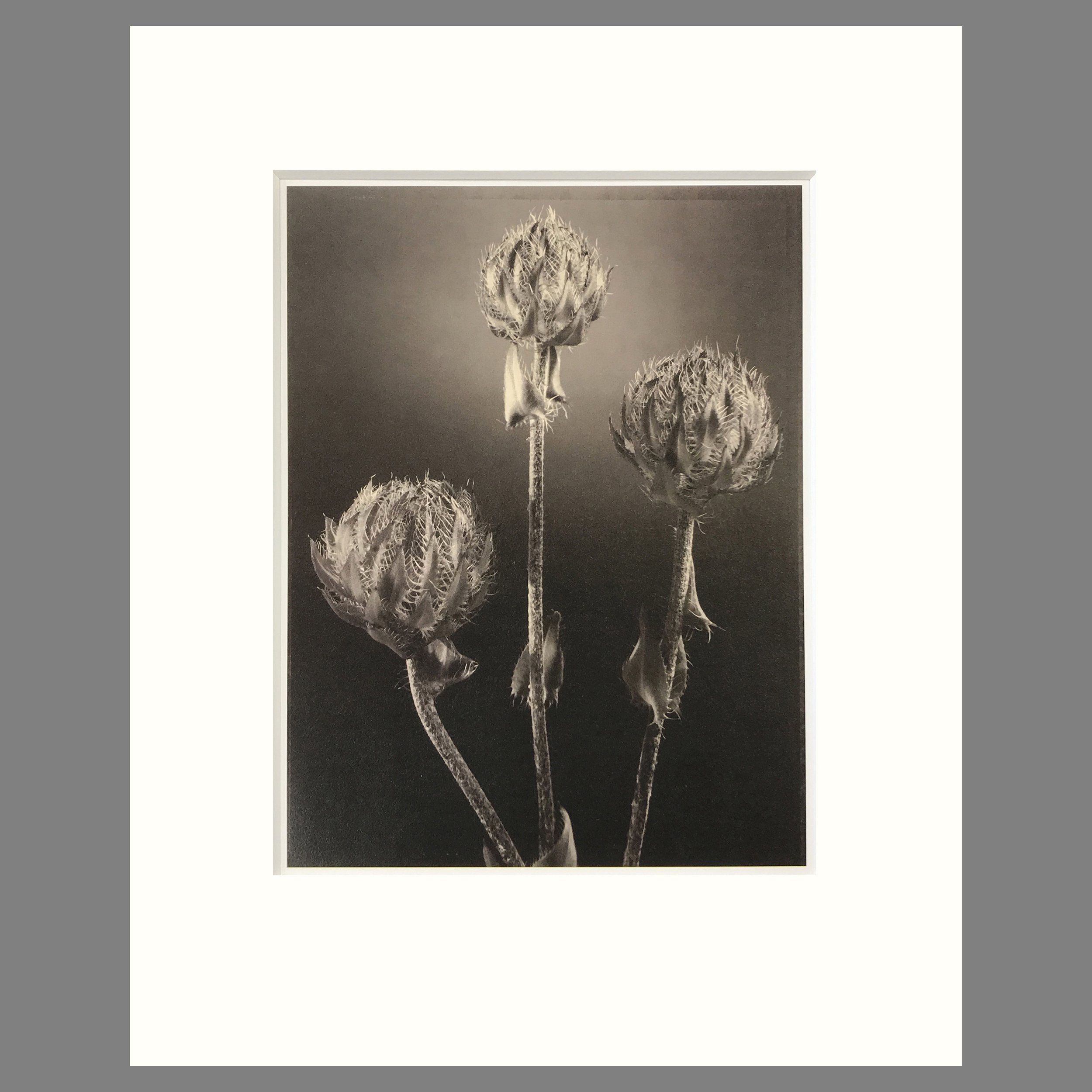 Astor Flower - Matted Flower Print - Tom Baril Photograph - Plate 10 Botanic - 16 x 20 Inches