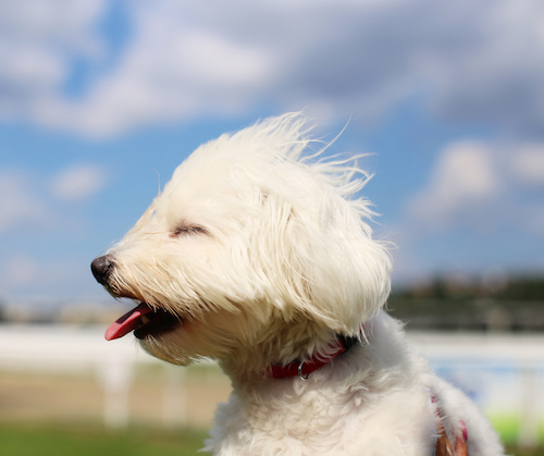 Strong winds can affect the performance of the outdoor unit by altering the airflow around it.
