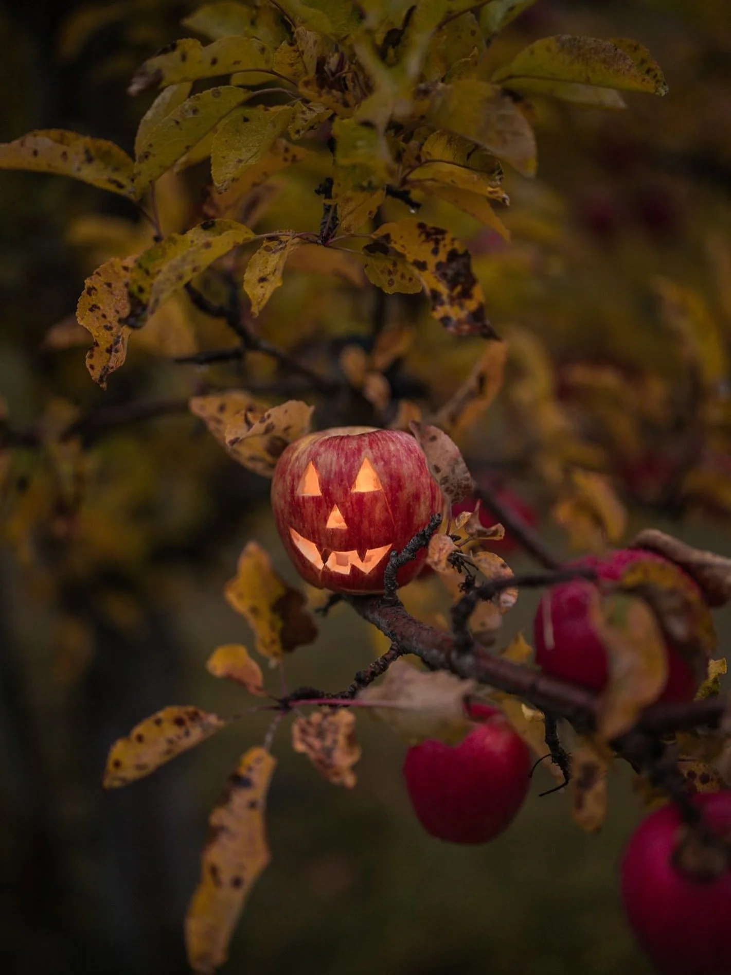 🎃 We&rsquo;ll be closed tomorrow night for Halloween! 🎃

Last seating at 3:30 PM, so fuel up before you head out for candy hunting! 

#CambiumCider #OkanaganVibes #foodie #culinary #longtabledinner #restaurantvernonbc #trailsCapitalofBC #tourismver