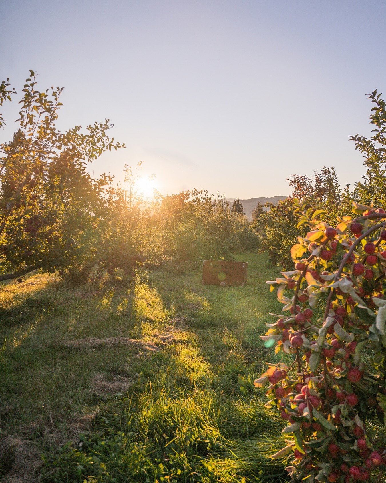 It may be cold outside, but the orchard is glowing at sunset these last days. 🍂
The trees are slowly turning orange, and we&rsquo;re reaching the end of apple season.
The harvest is almost done, and the orchard has never felt so peaceful! 

#Cambium